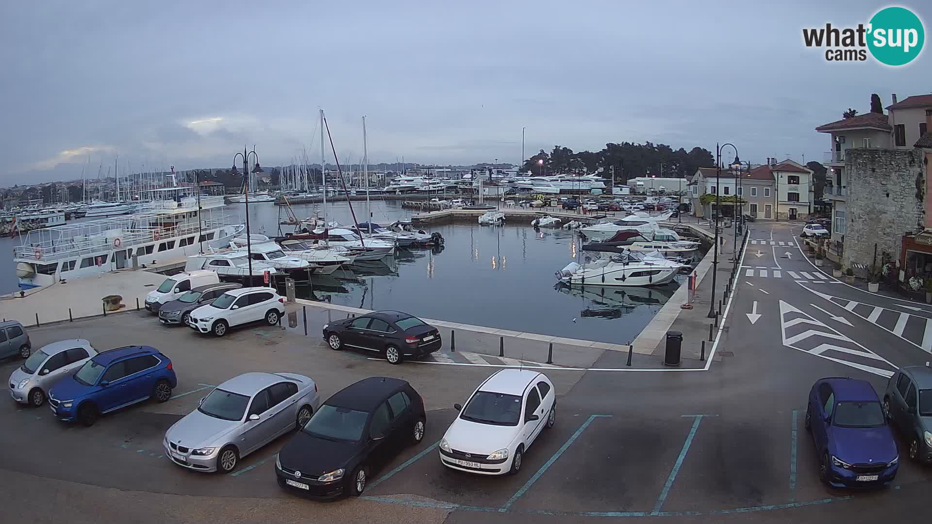 Novigrad | Porporela marina