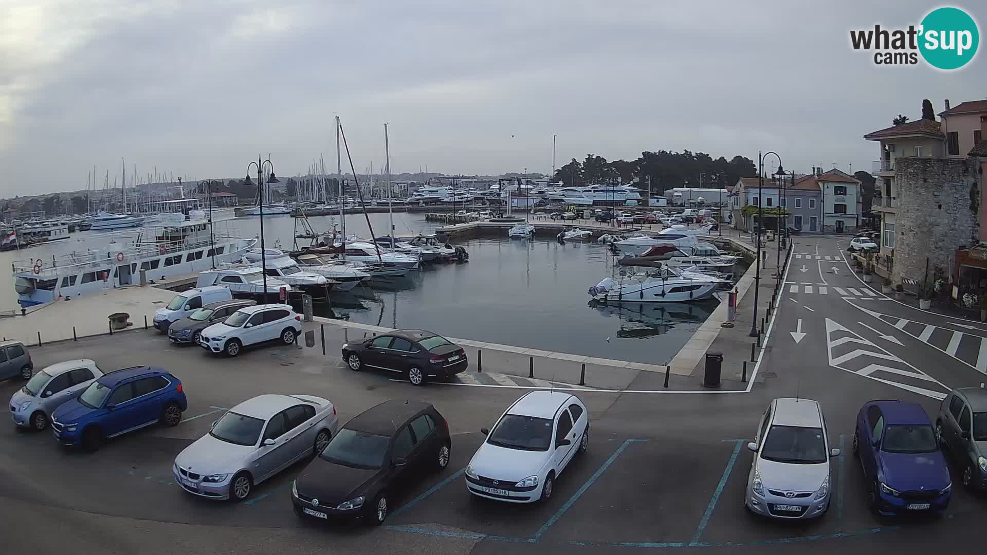 Novigrad | Porporela marina