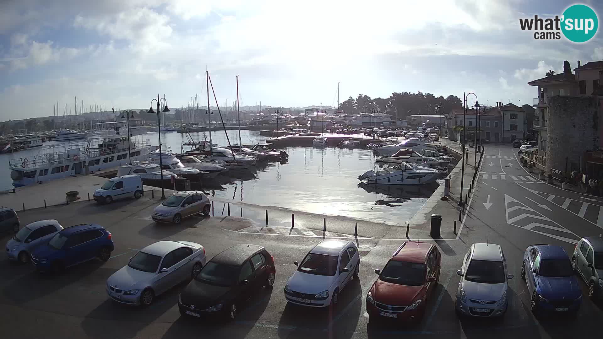 Novigrad | Porporela marina