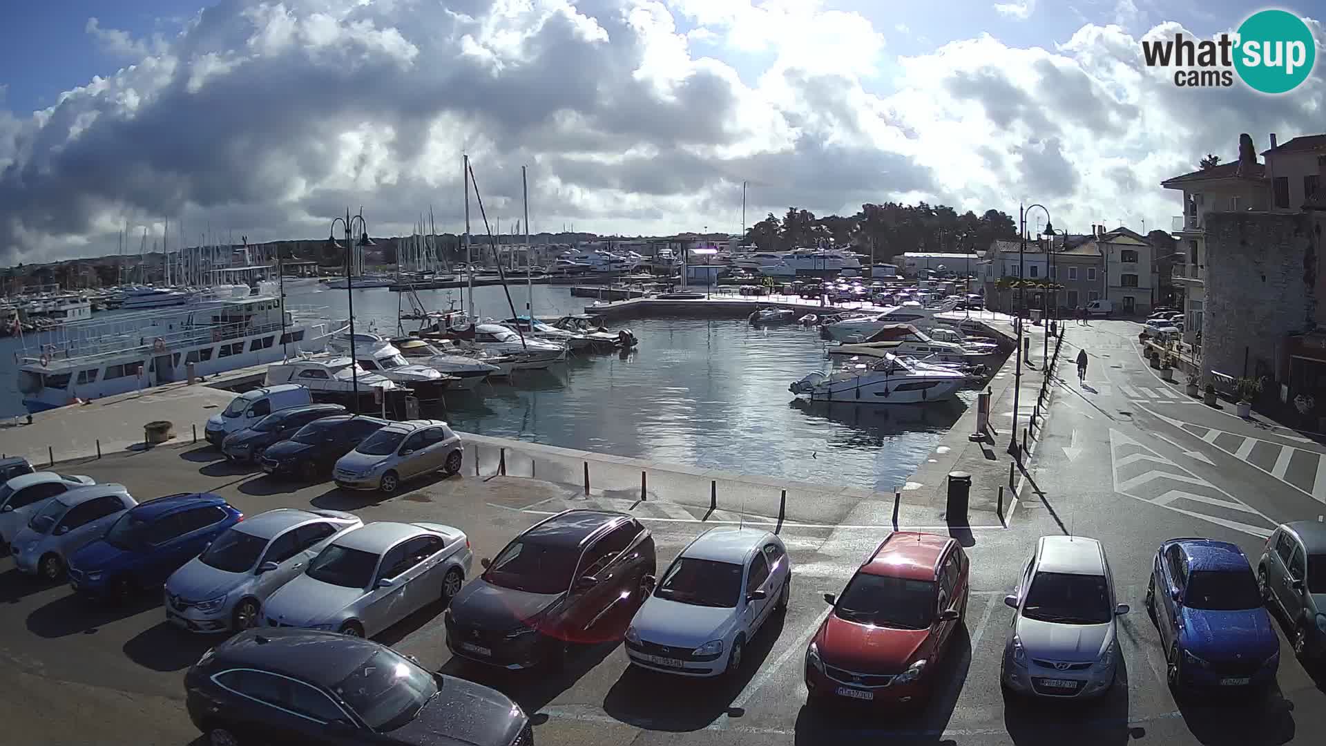 Novigrad | Porporela marina