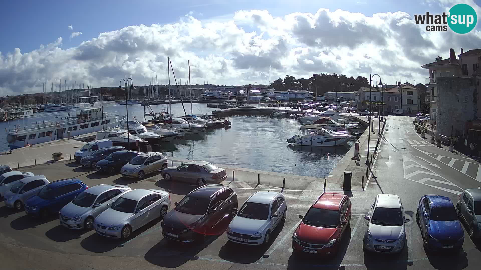 Novigrad | Porporela marina