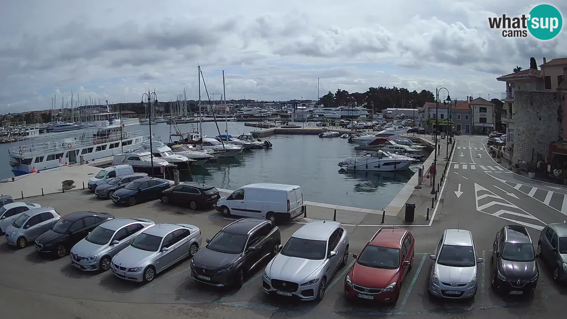 Novigrad | Porporela marina