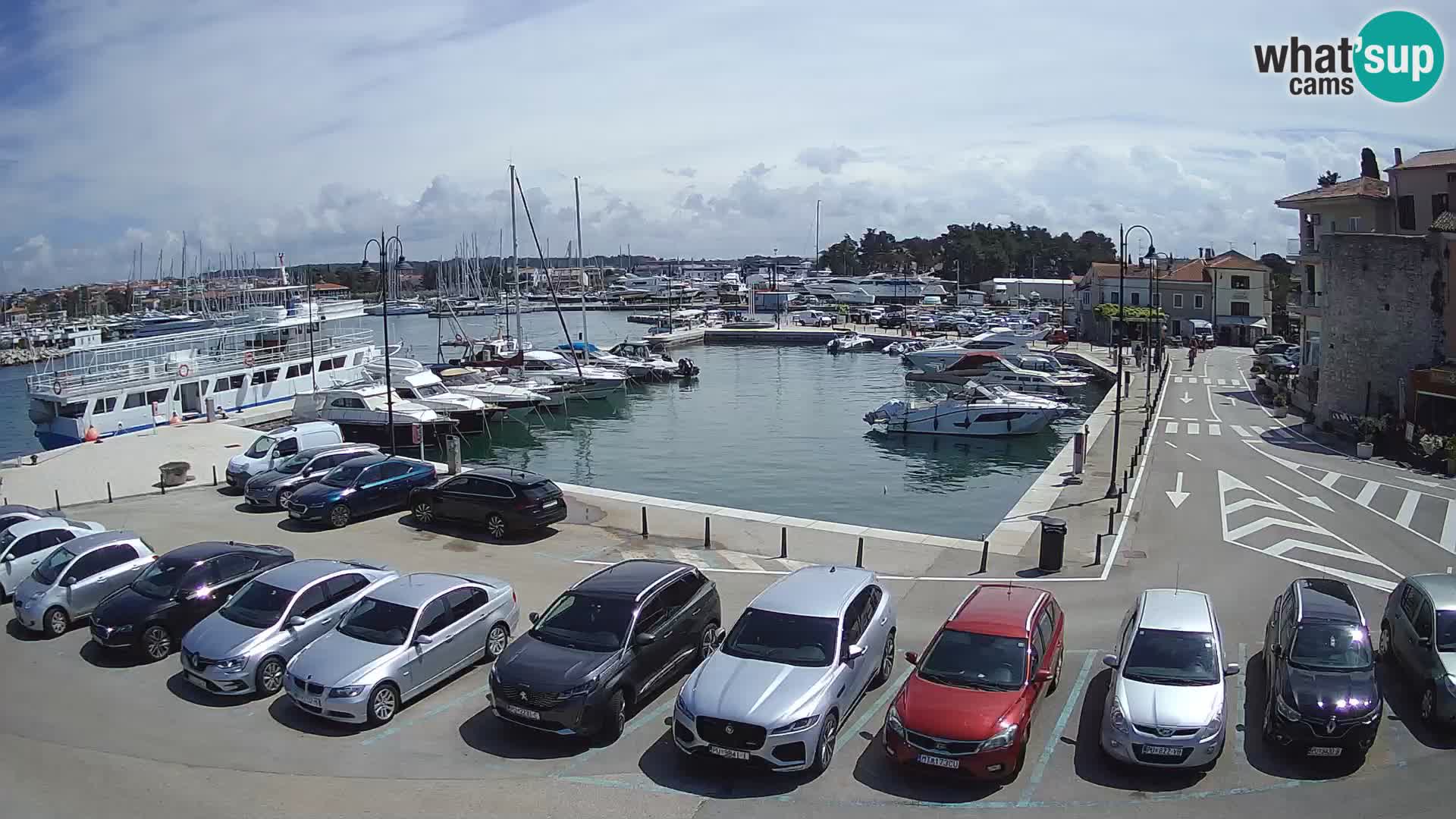 Novigrad | Porporela marina