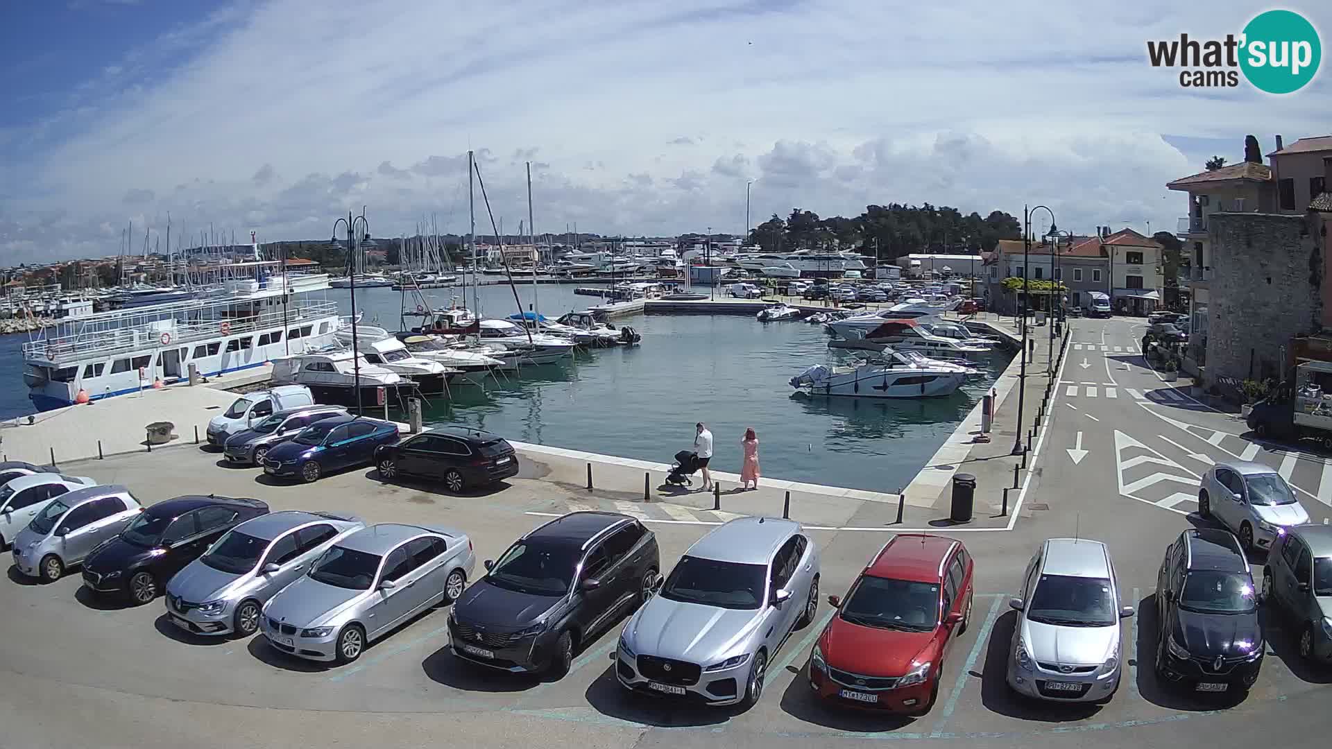 Novigrad | Porporela marina
