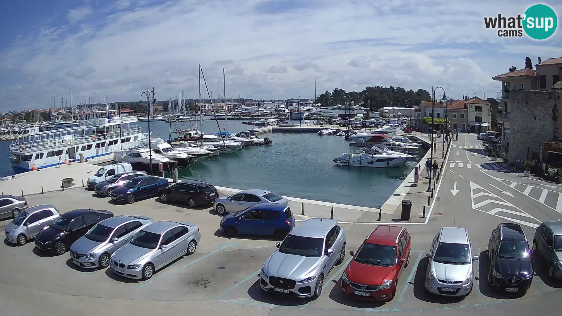 Novigrad | Porporela marina