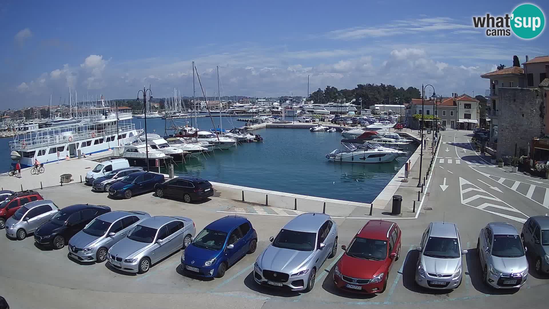 Novigrad | Porporela marina
