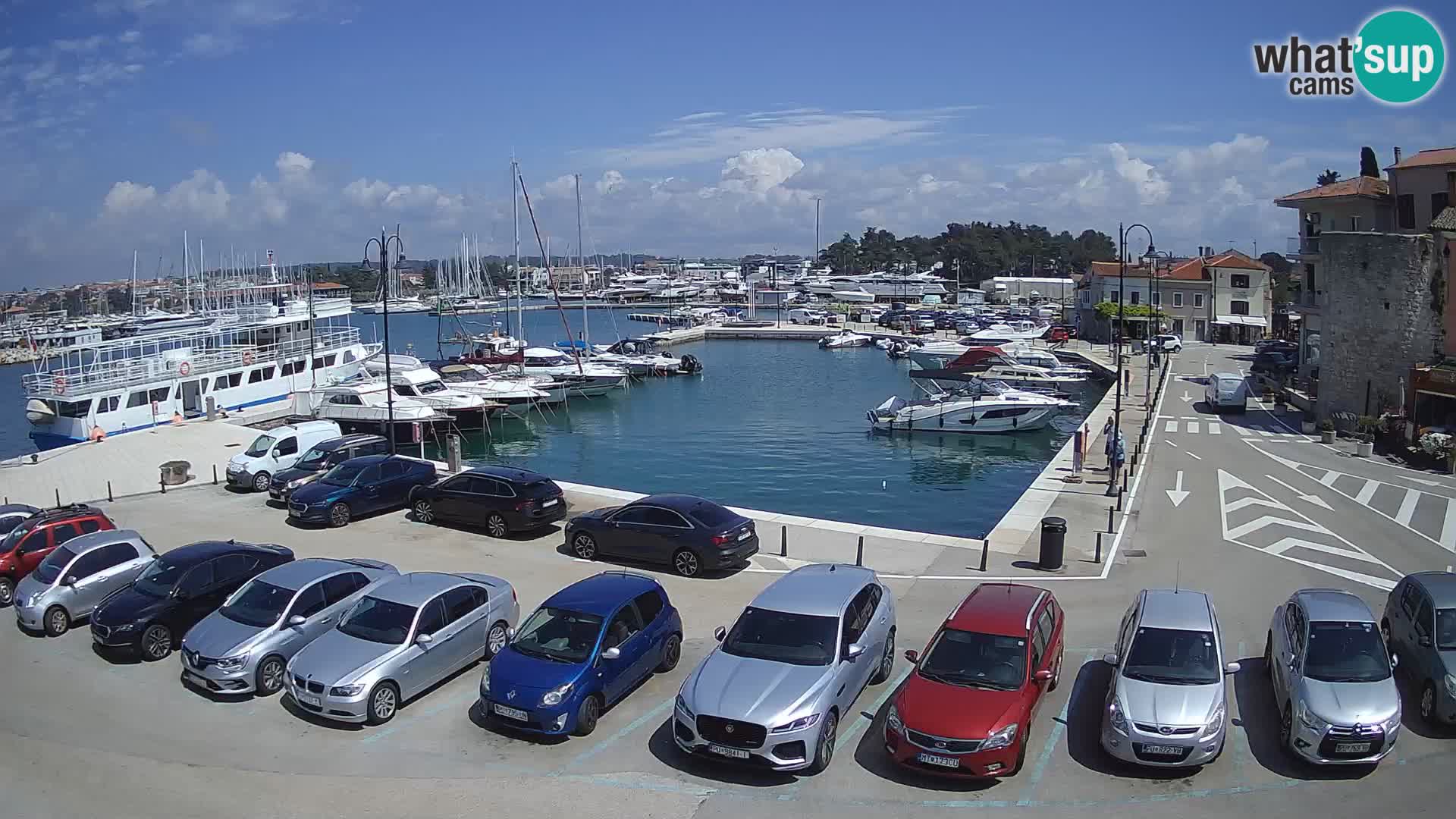 Novigrad | Porporela marina