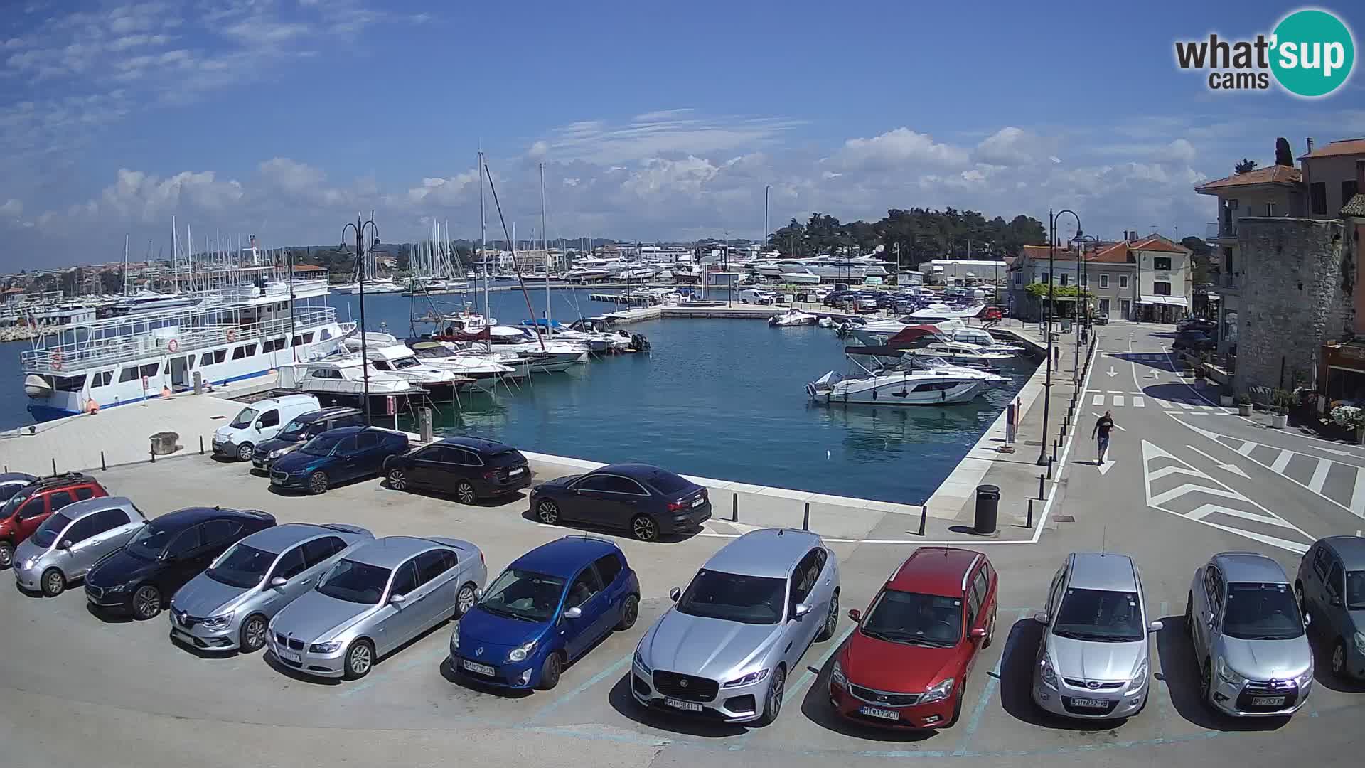 Novigrad | Porporela marina