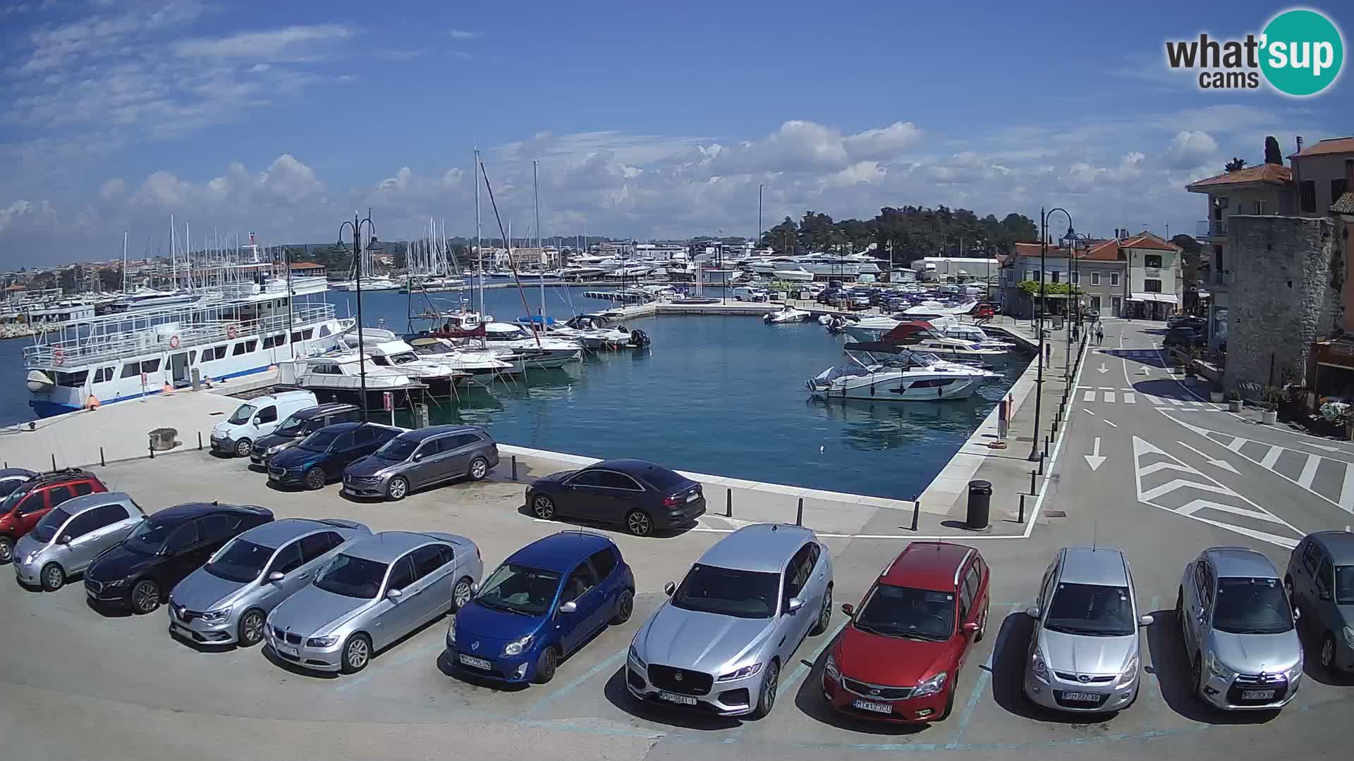 Novigrad | Porporela marina