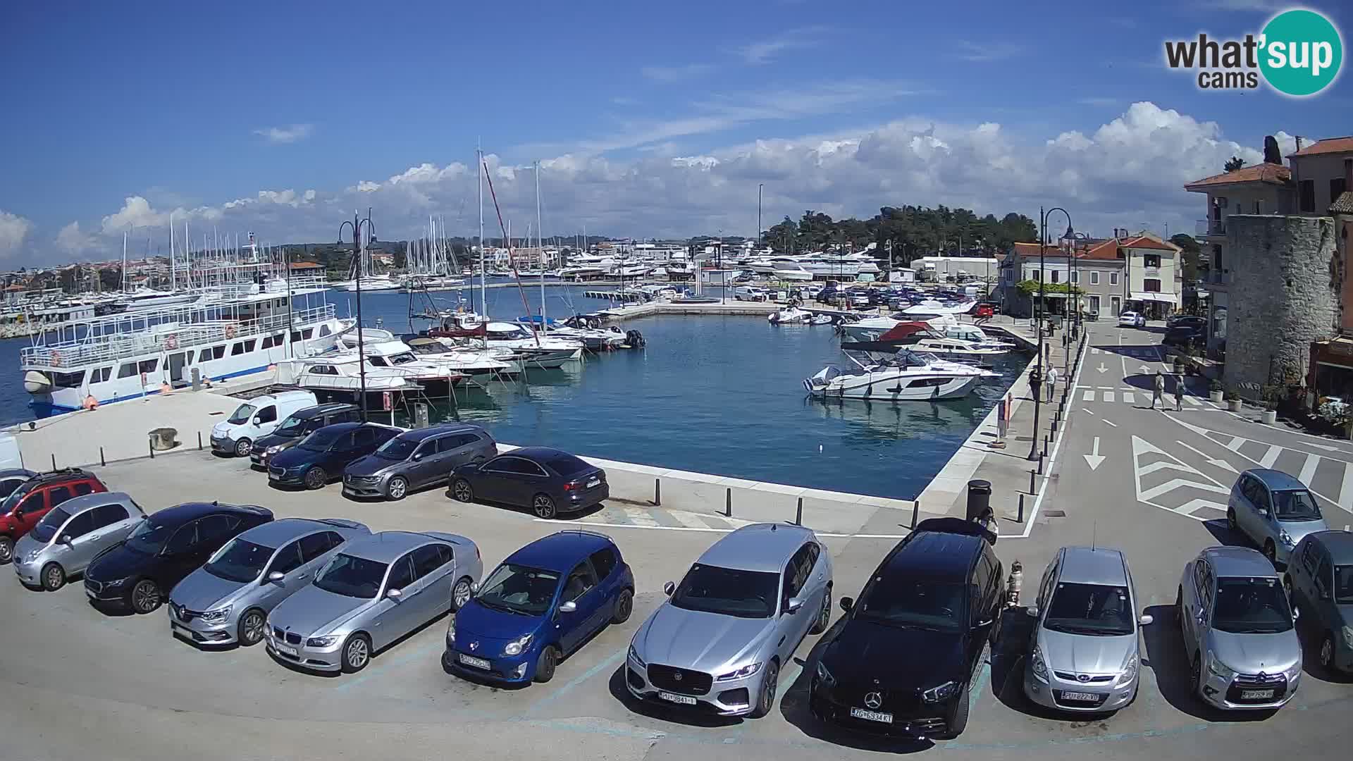 Novigrad | Porporela marina