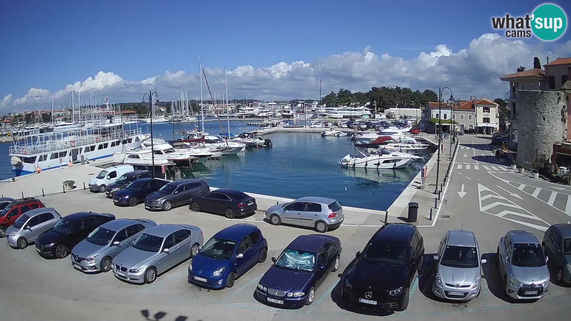 Novigrad | Porporela marina