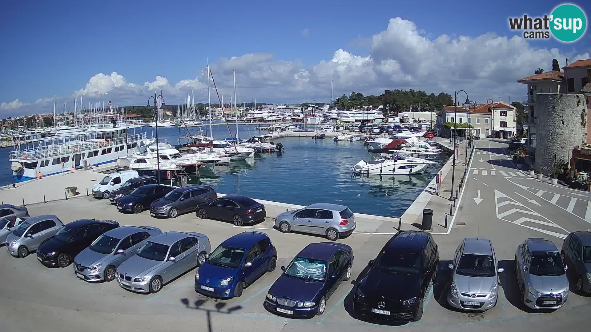 Novigrad | Porporela marina