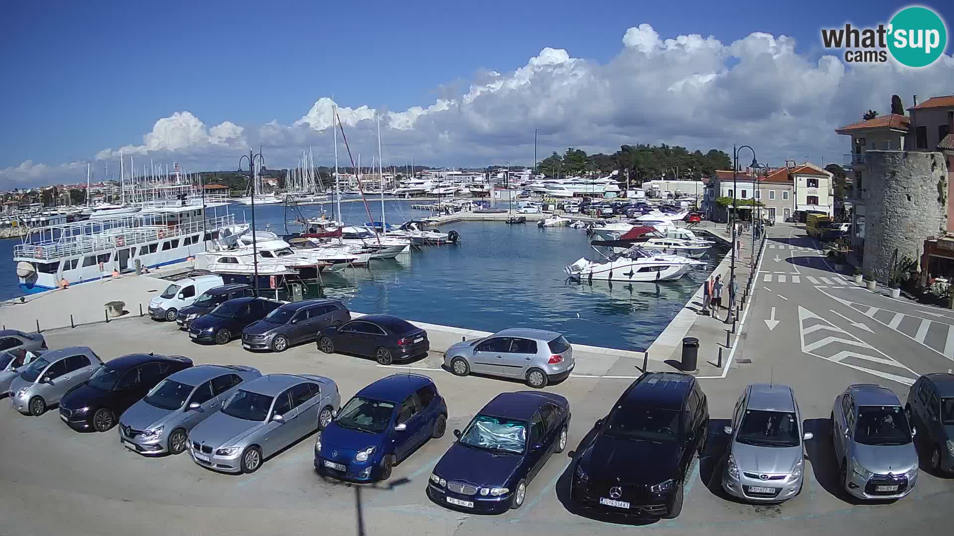 Novigrad | Porporela marina