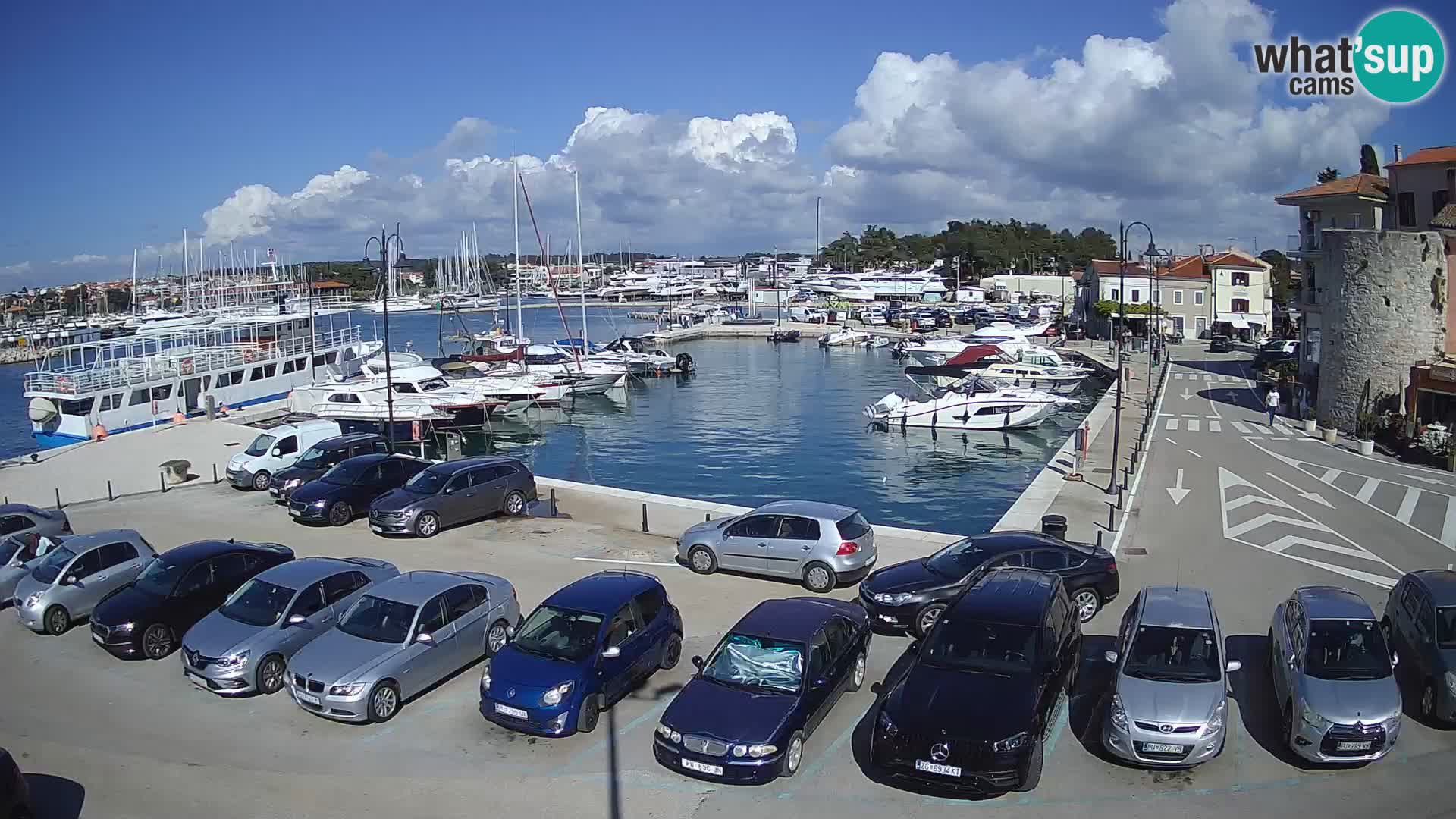 Novigrad | Porporela marina