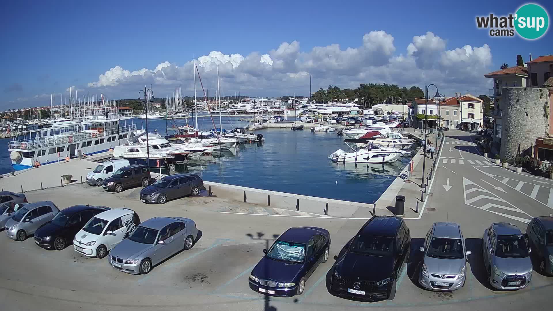 Novigrad | Porporela marina