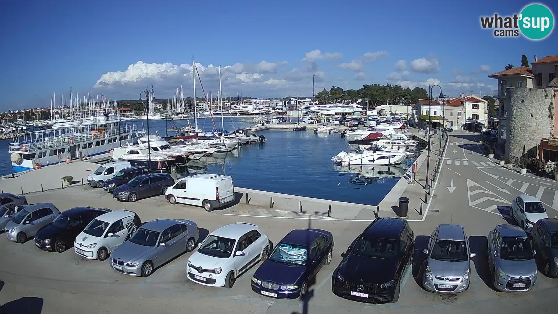 Novigrad | Porporela marina