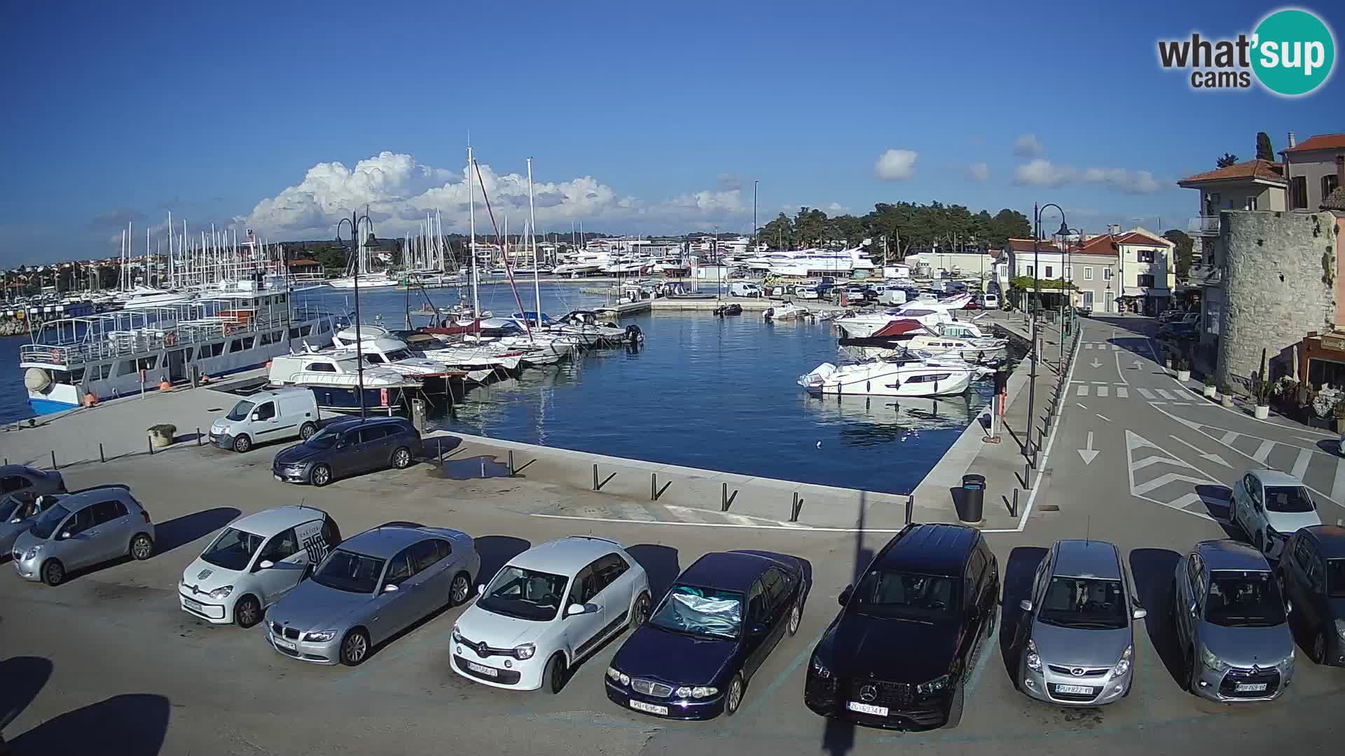 Novigrad | Porporela marina