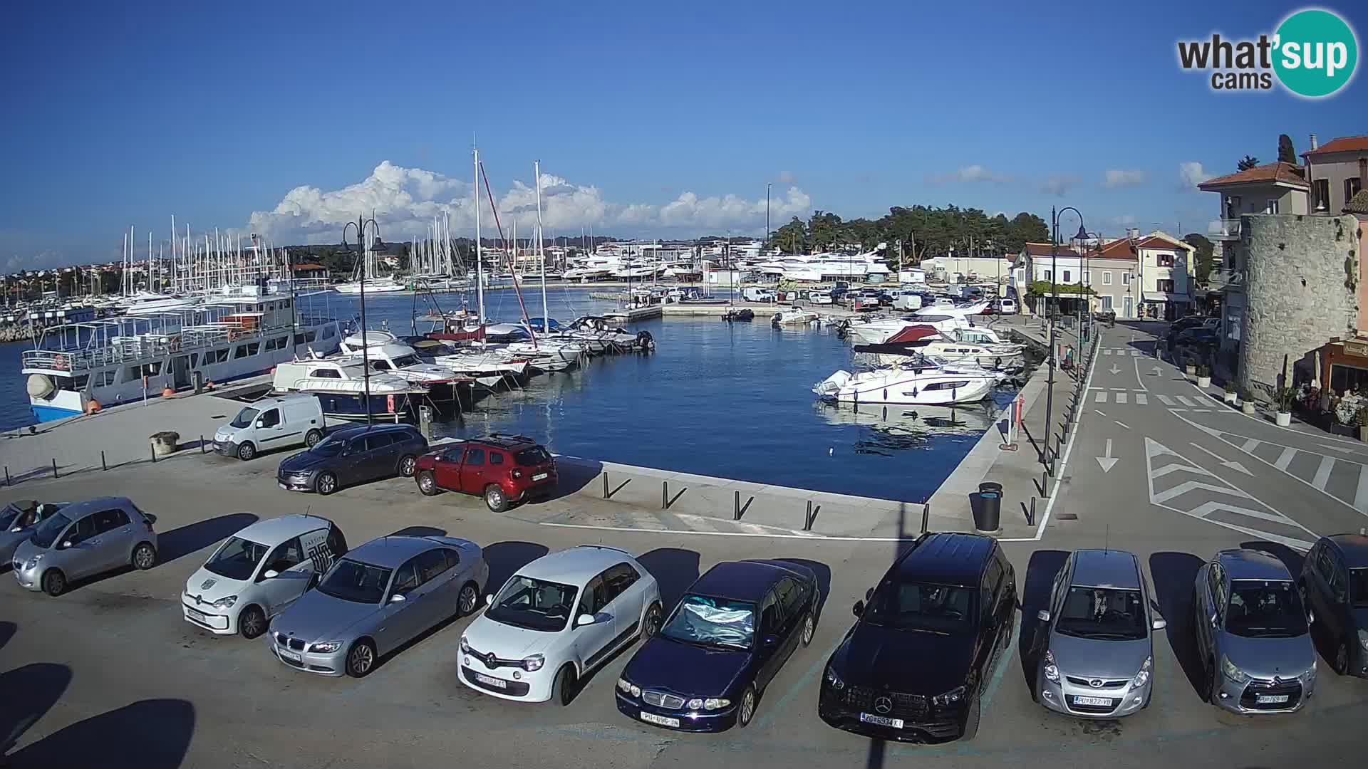 Novigrad | Porporela marina