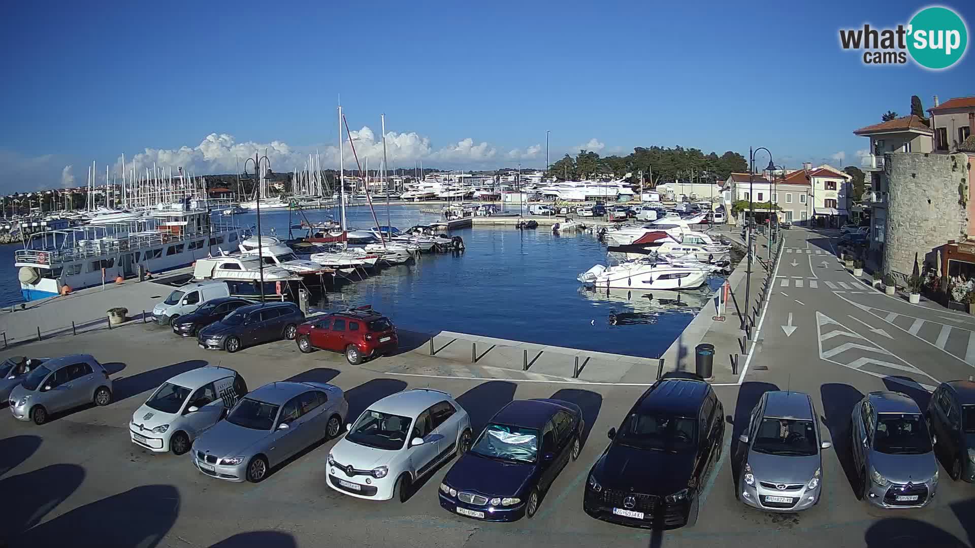 Novigrad | Porporela marina