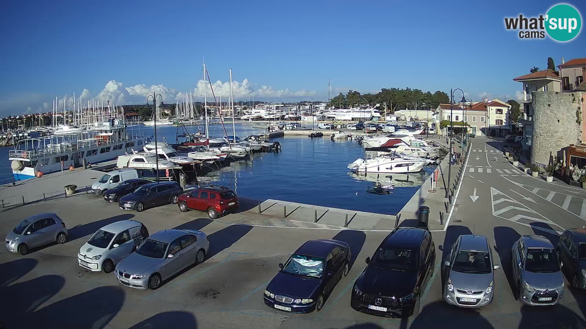Novigrad | Porporela marina