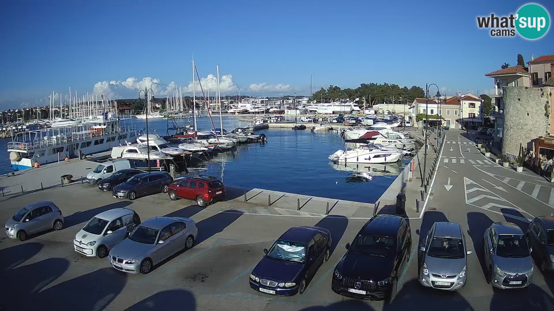 Novigrad | Porporela marina