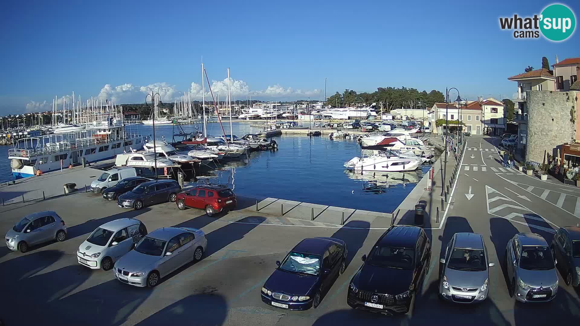 Novigrad | Porporela marina