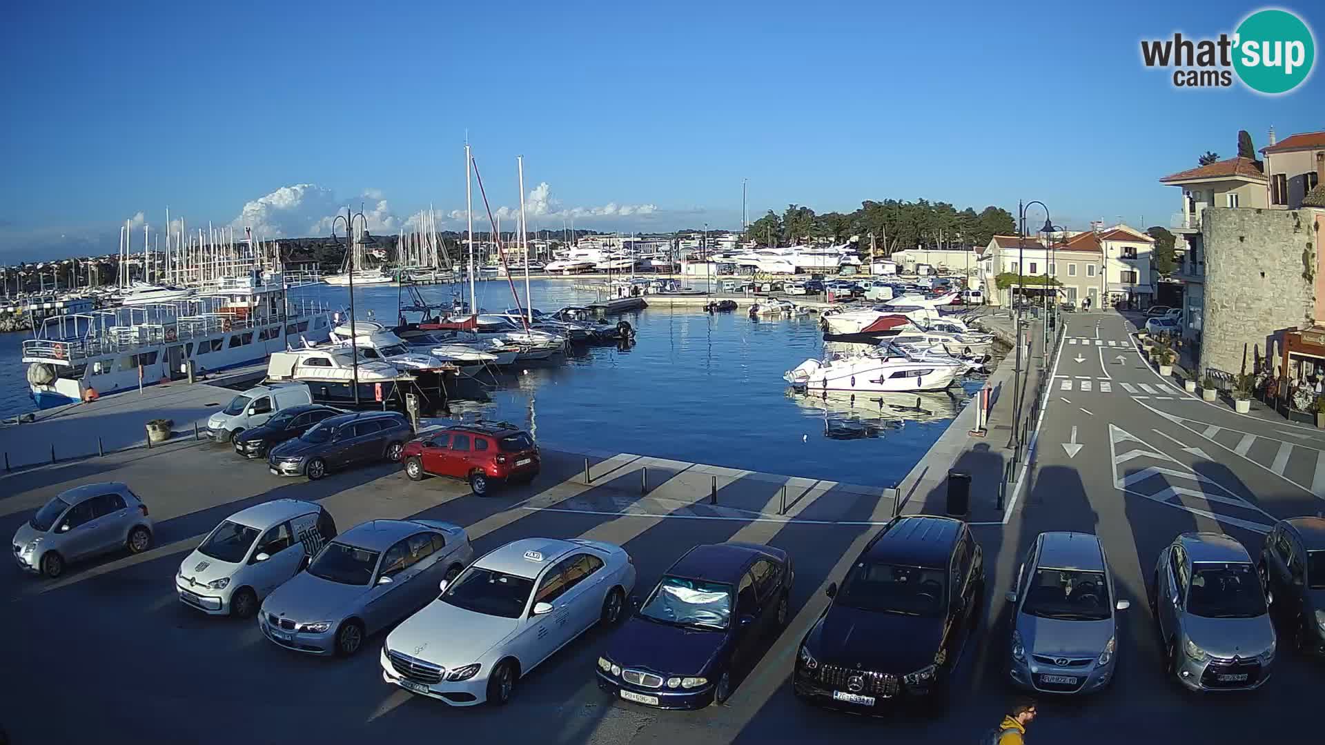 Novigrad | Porporela marina