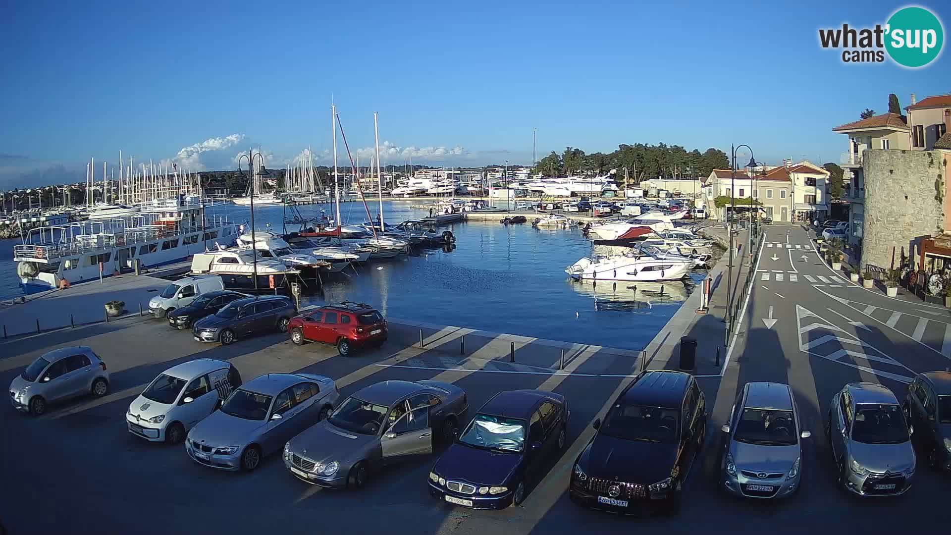 Novigrad | Porporela marina