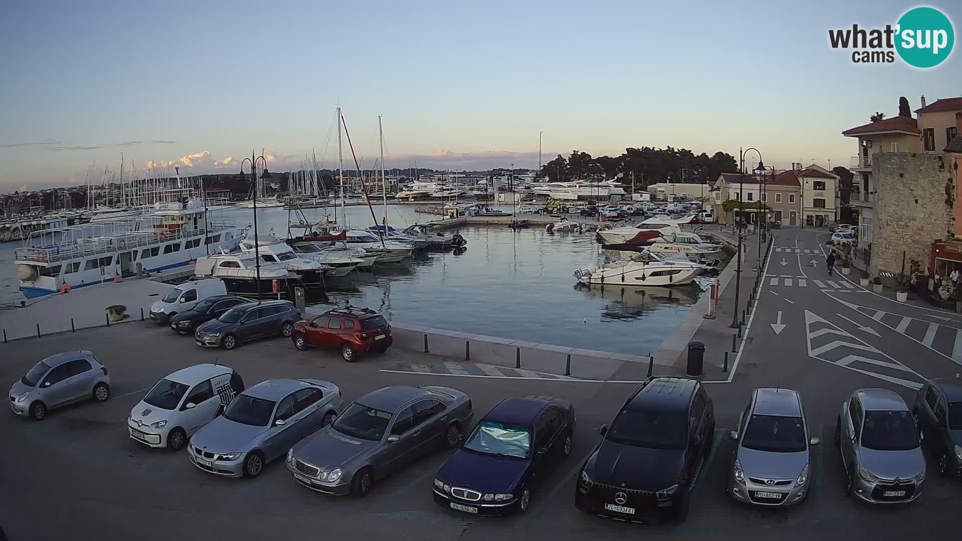 Novigrad | Porporela marina