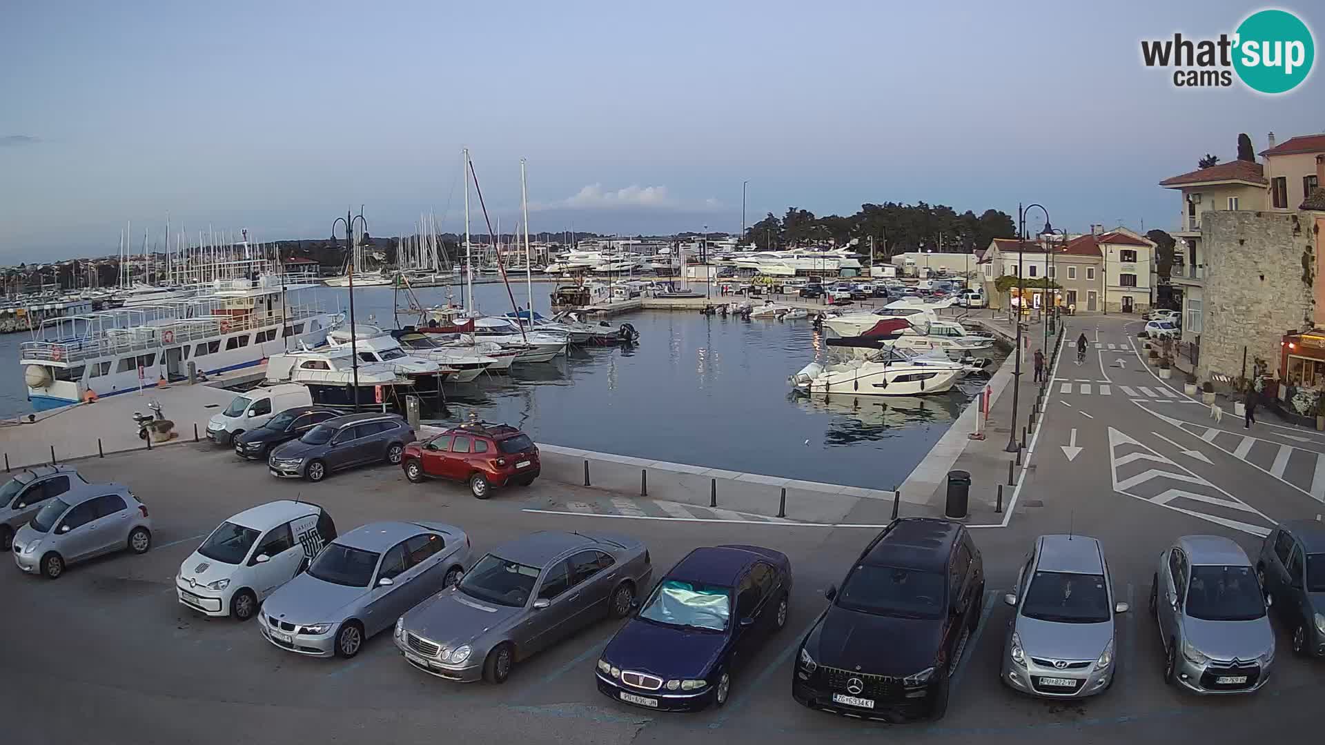 Novigrad | Porporela marina