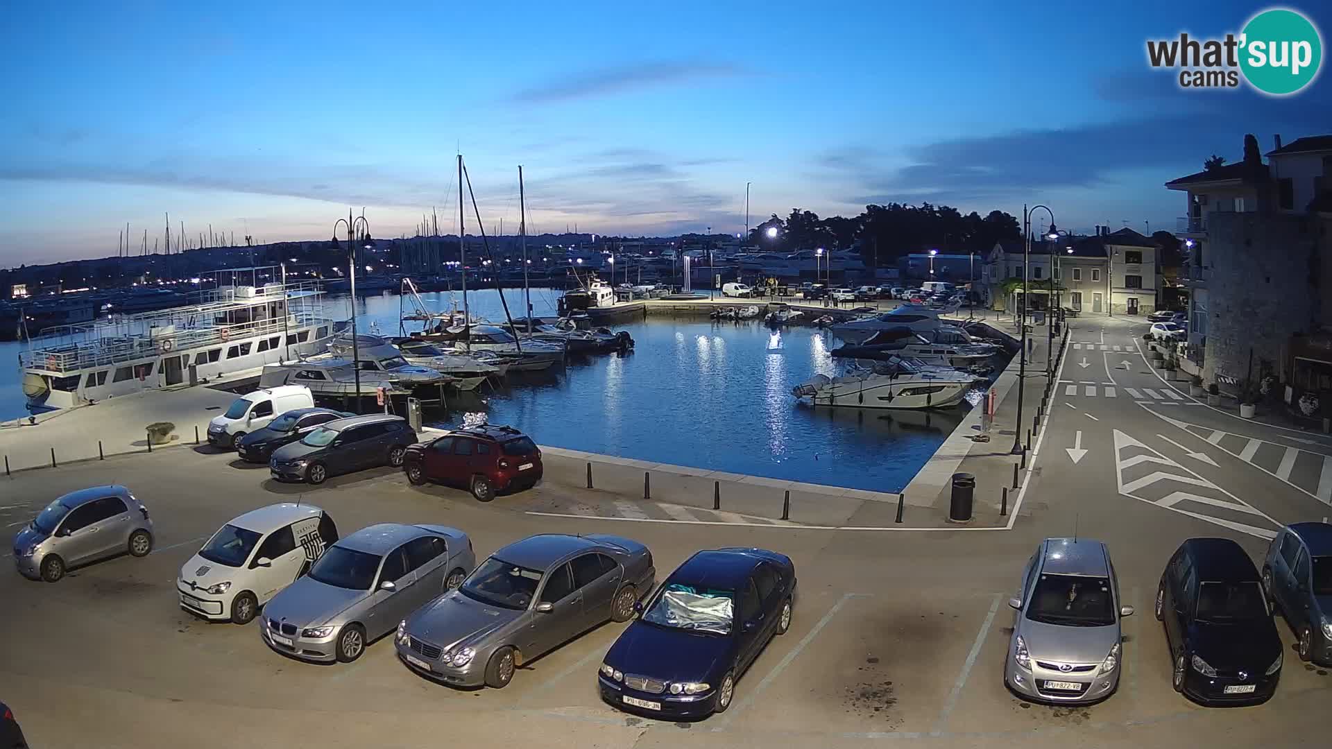 Novigrad | Porporela marina