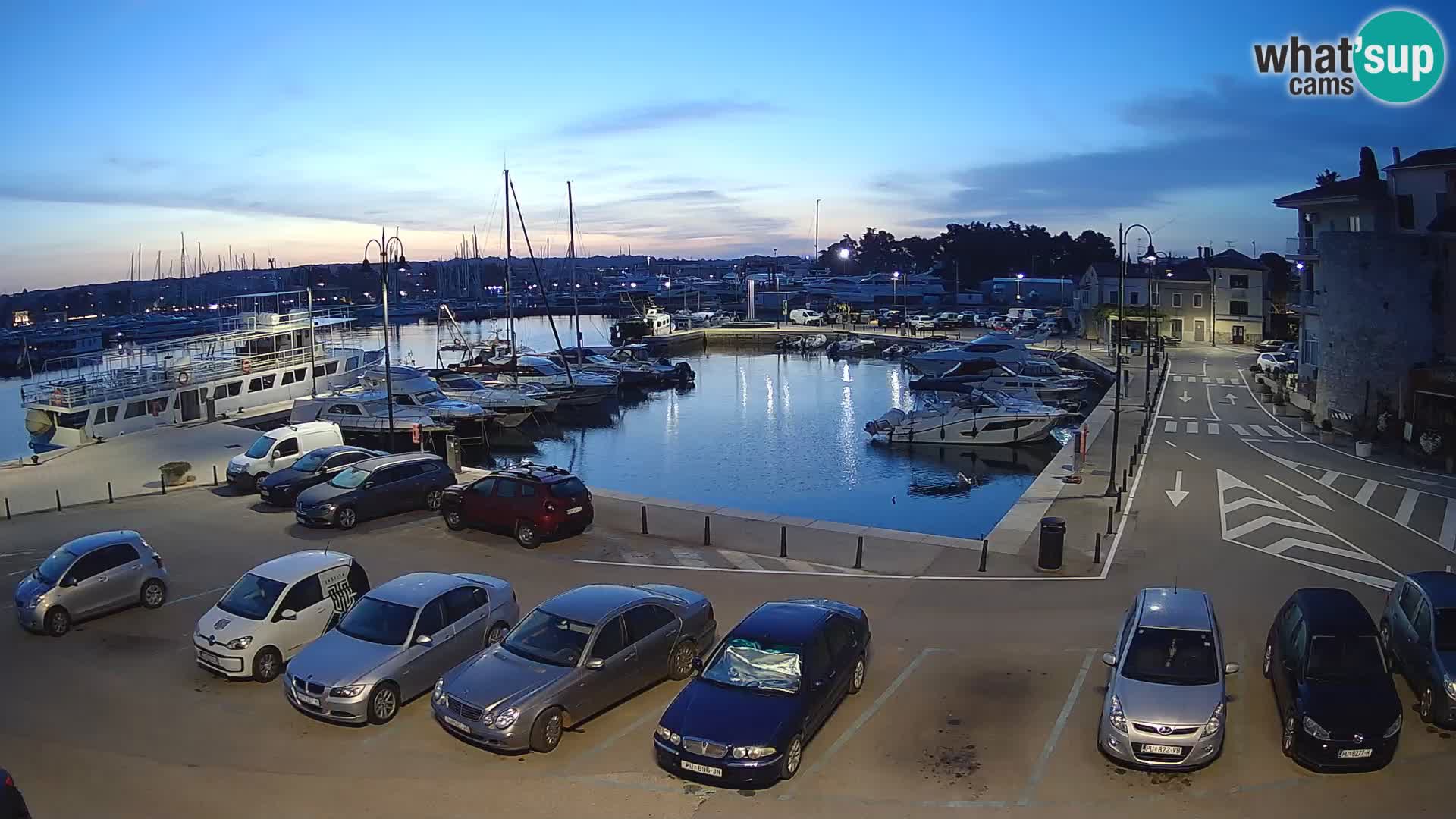 Novigrad | Porporela marina
