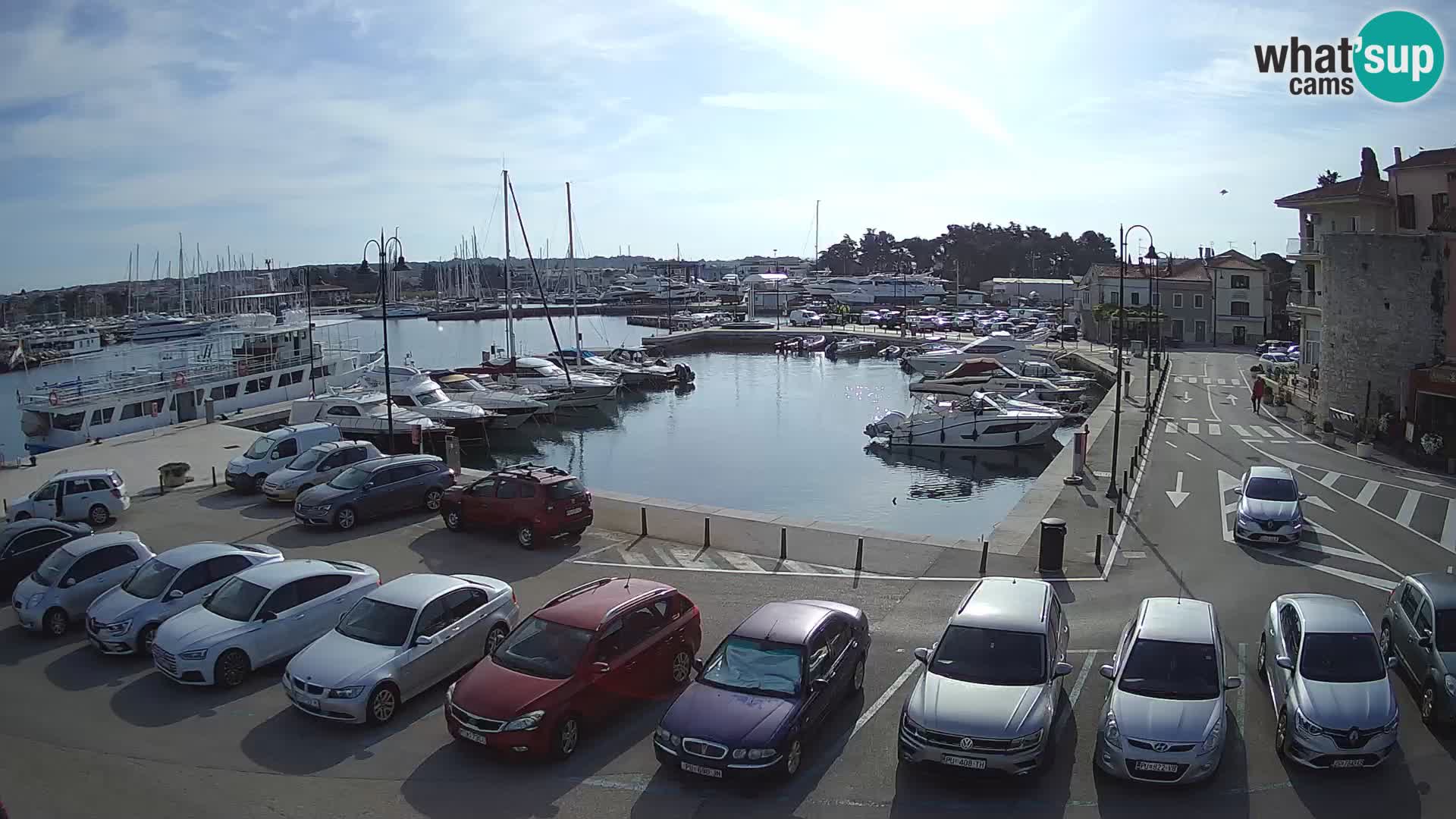 Novigrad | Porporela marina