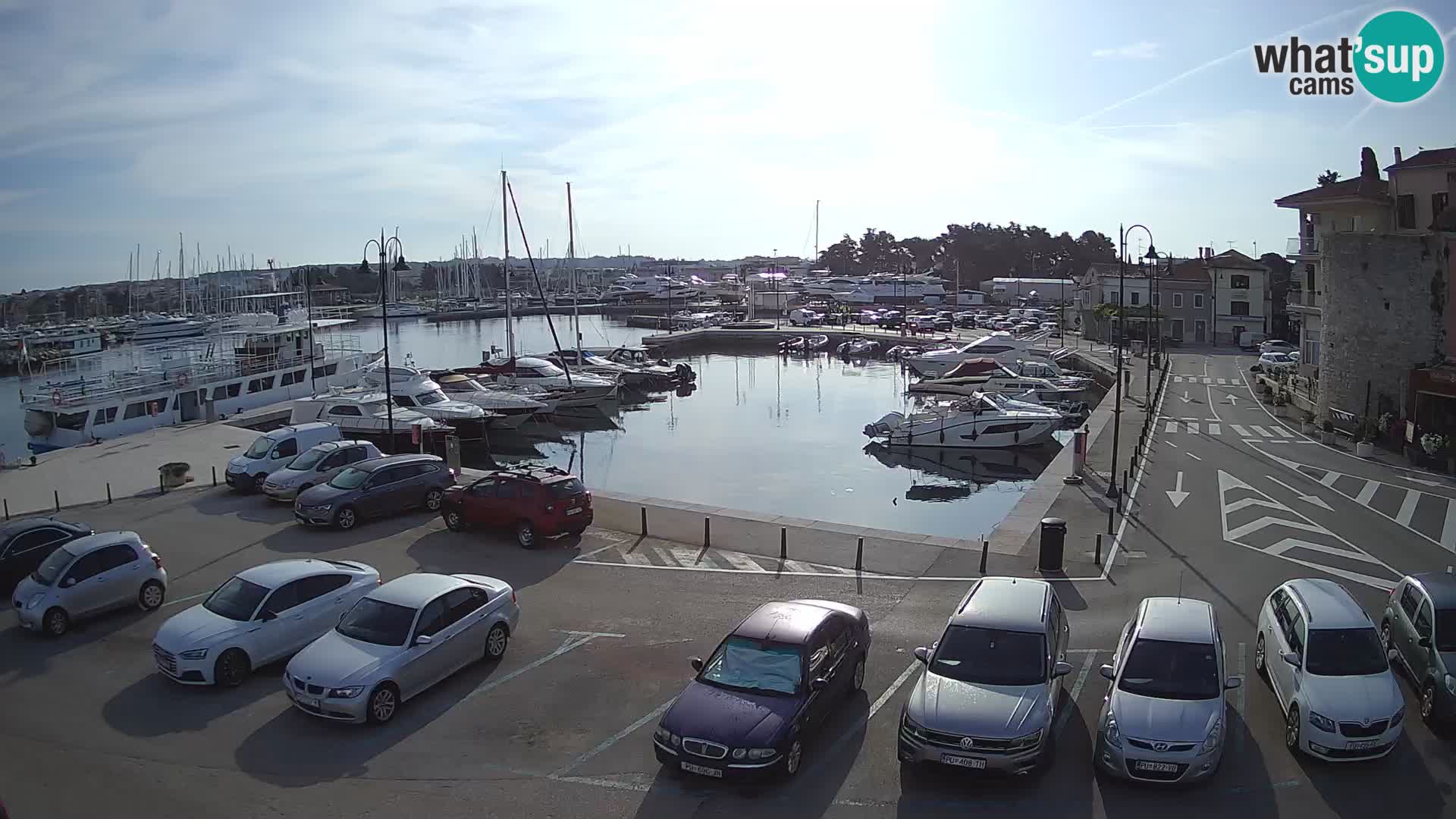 Novigrad | Porporela marina