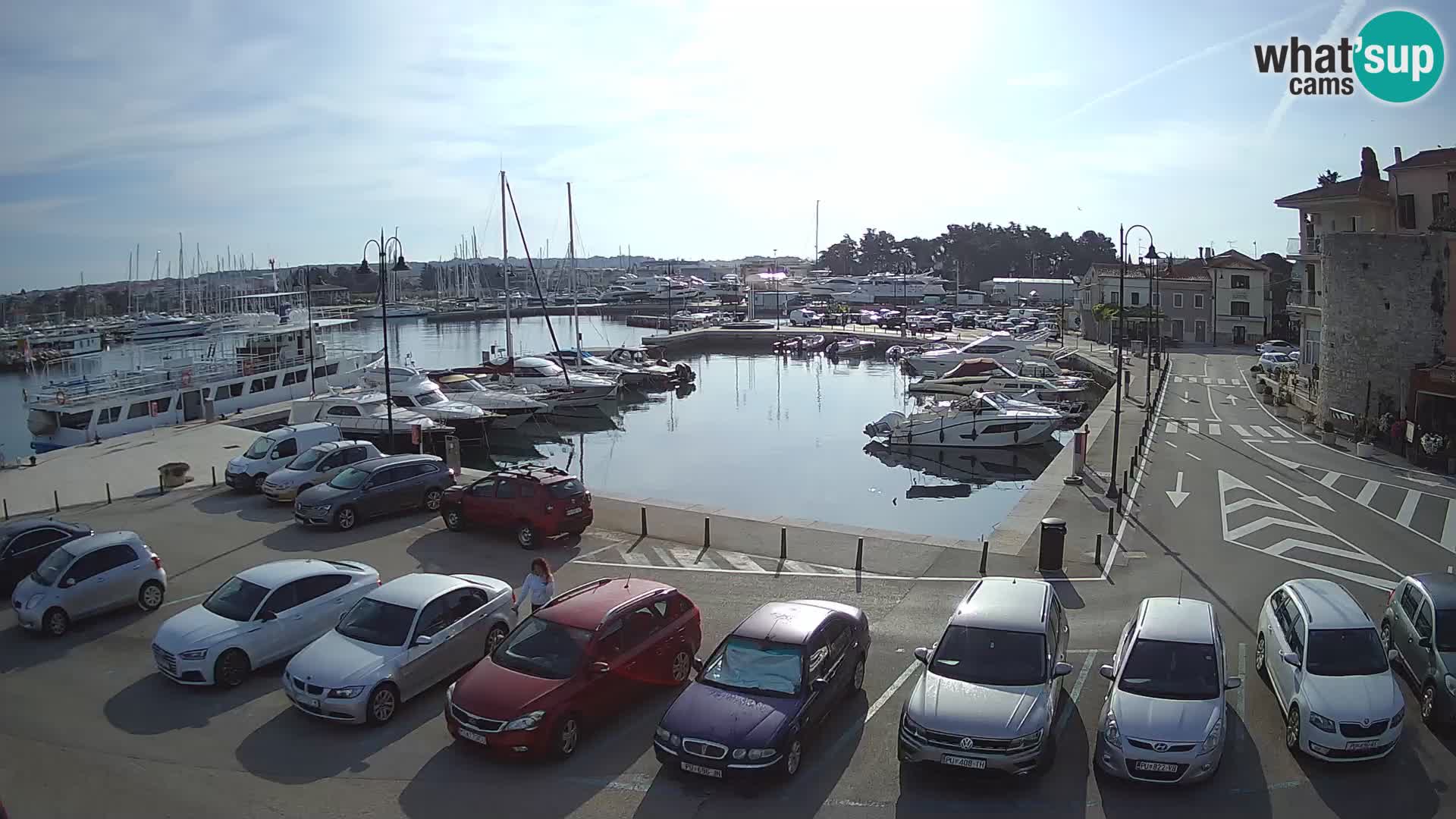 Novigrad | Porporela marina