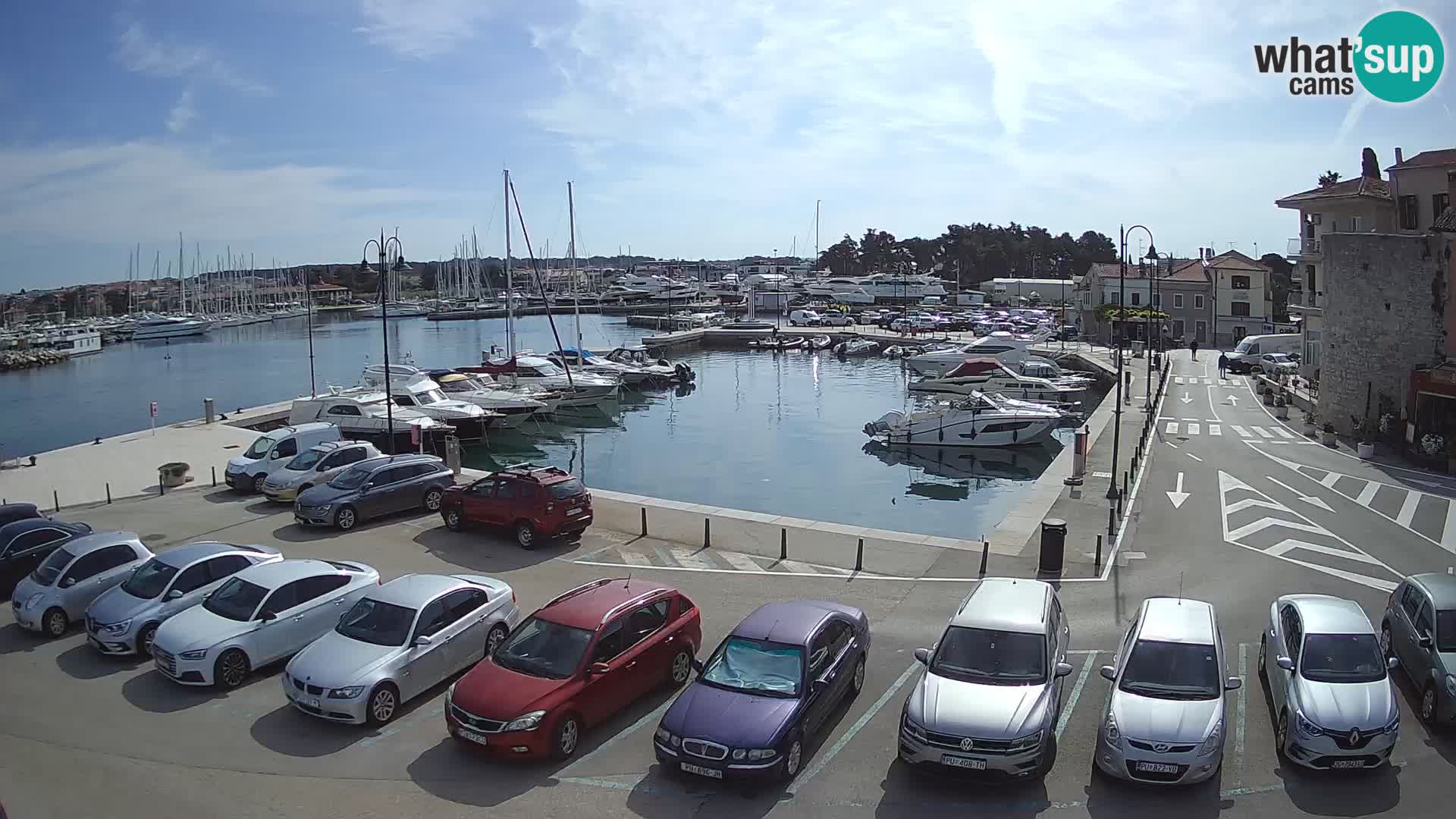 Novigrad | Porporela marina