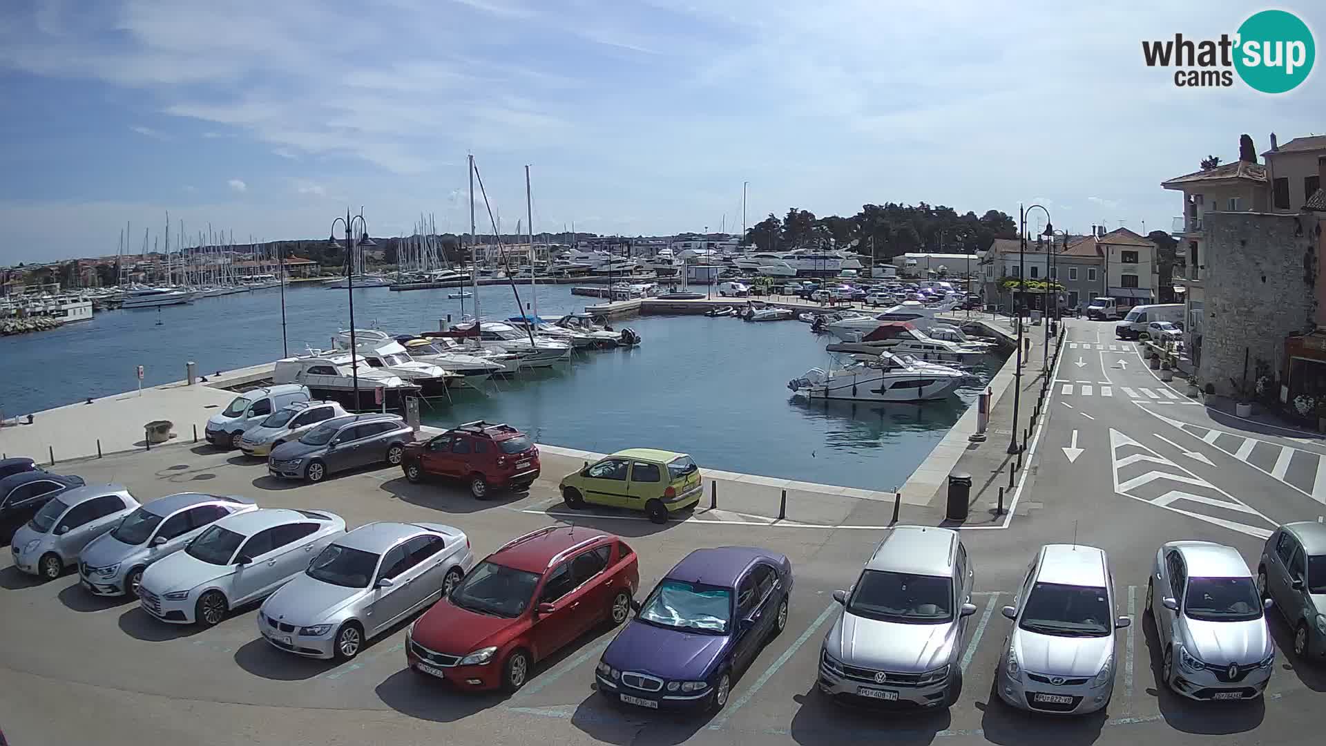 Novigrad | Porporela marina