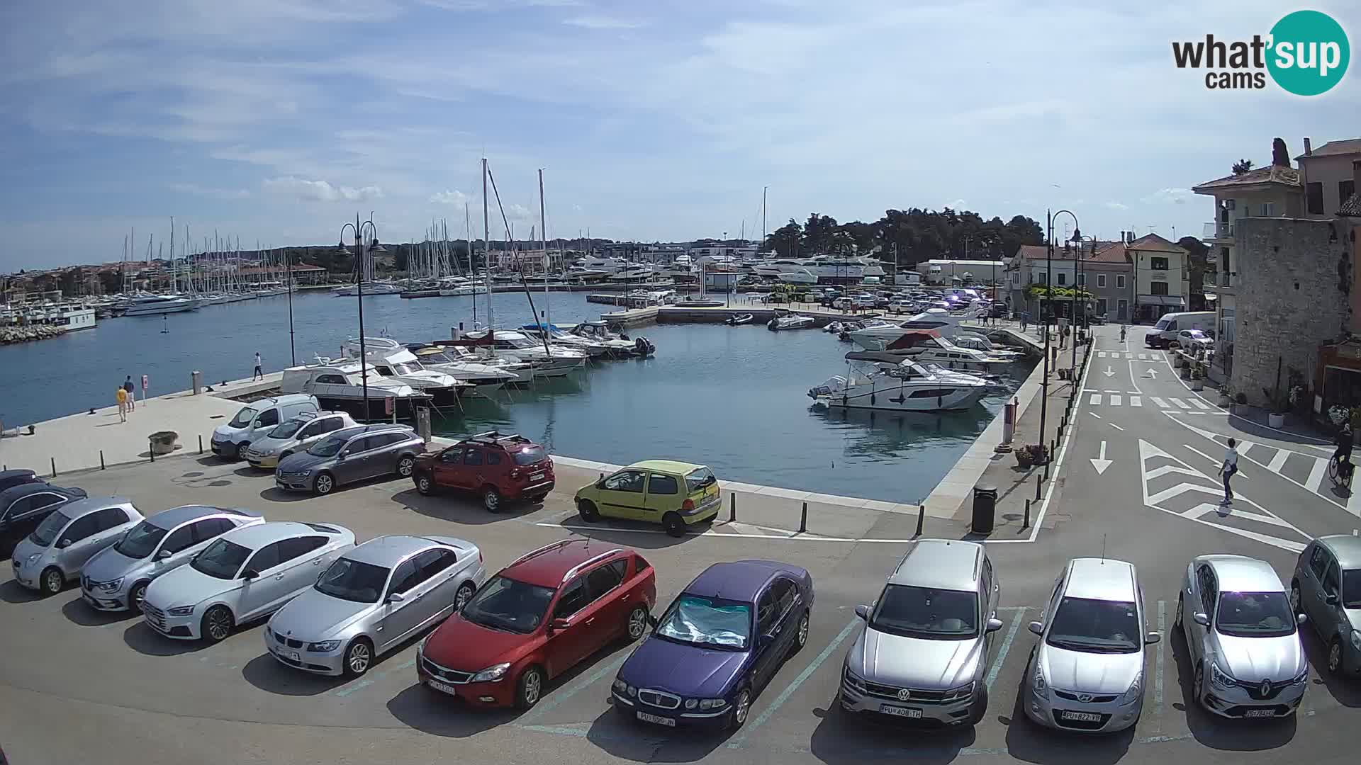 Novigrad | Porporela marina
