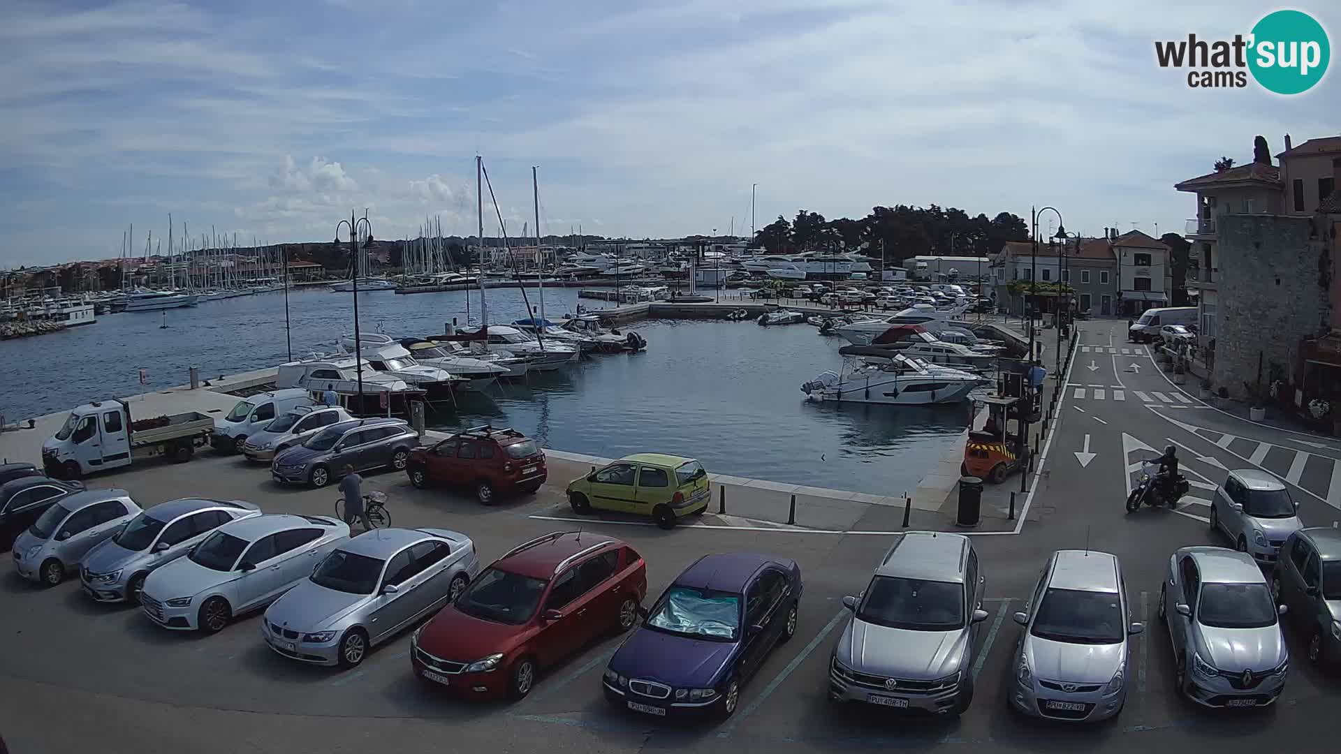 Novigrad | Porporela marina