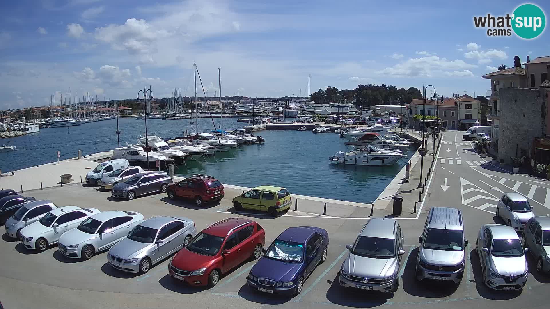 Novigrad | Porporela marina