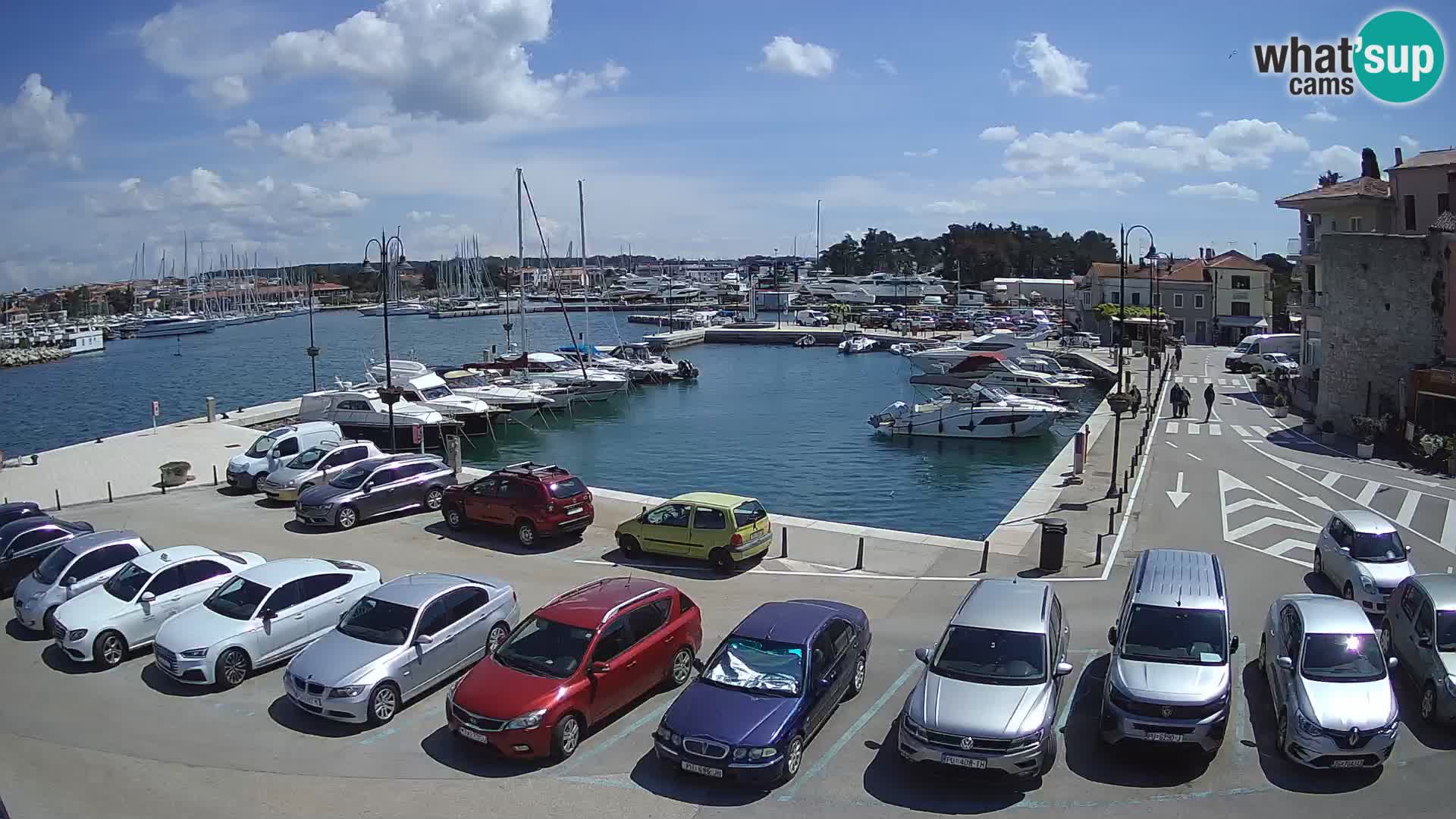 Novigrad | Porporela marina