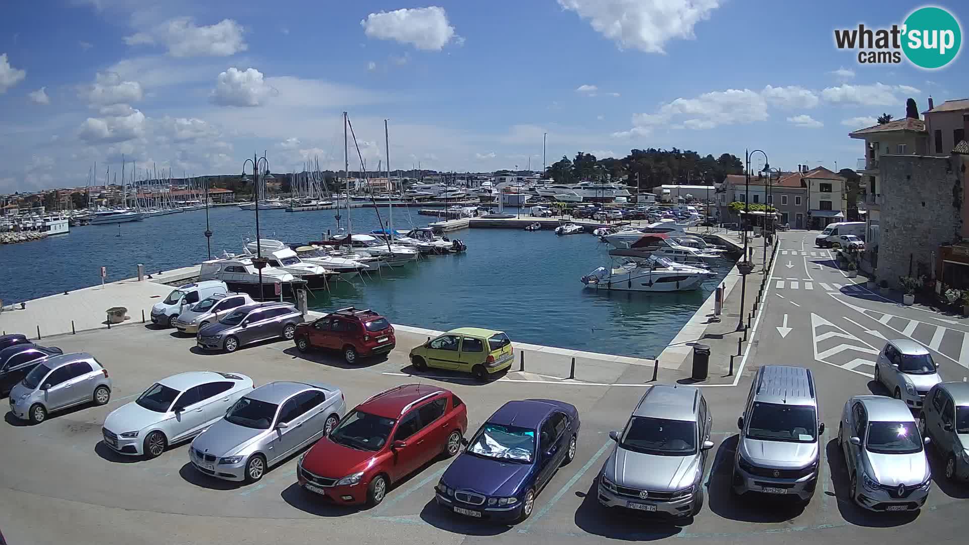 Novigrad | Porporela marina