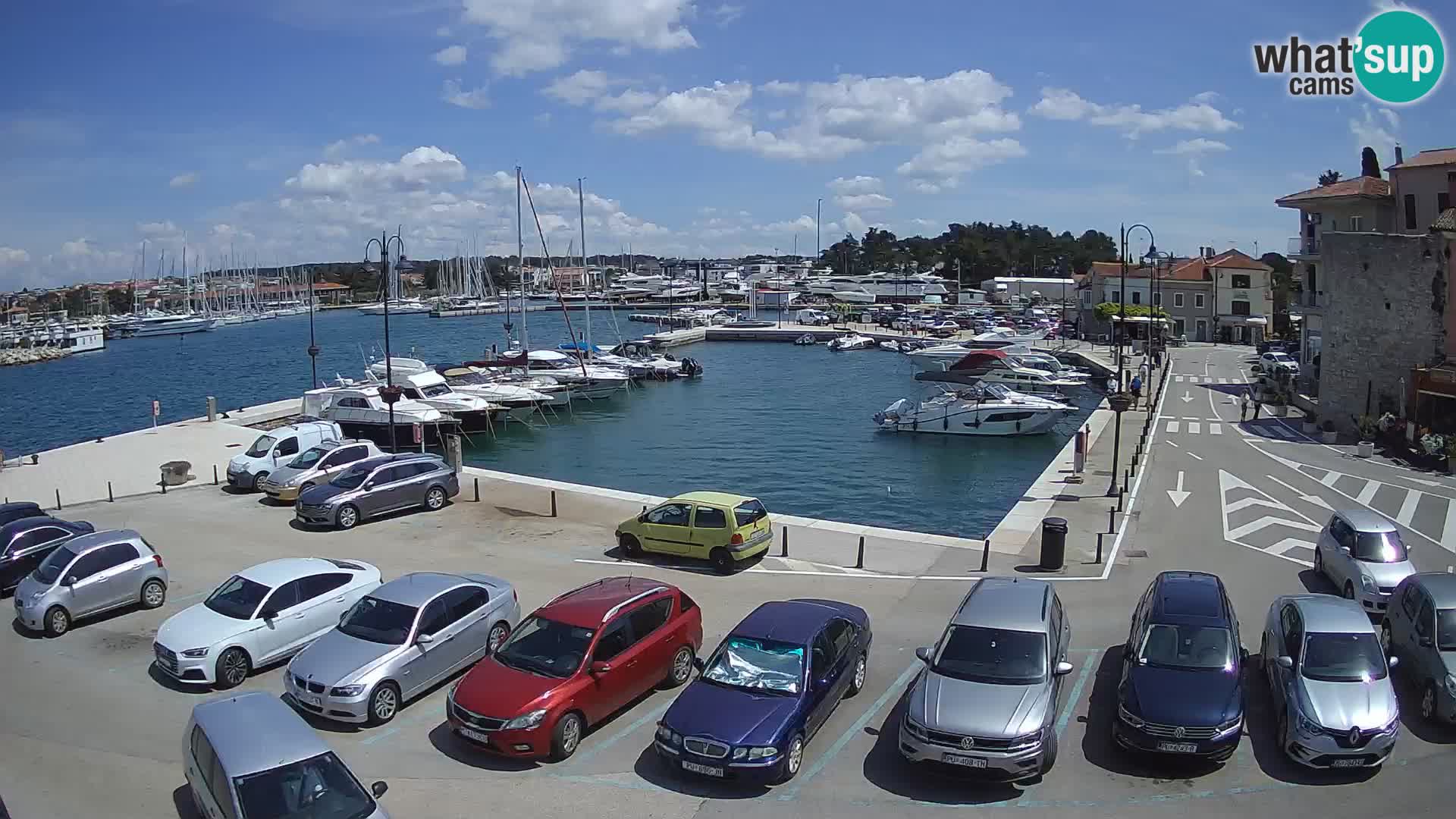 Novigrad | Porporela marina