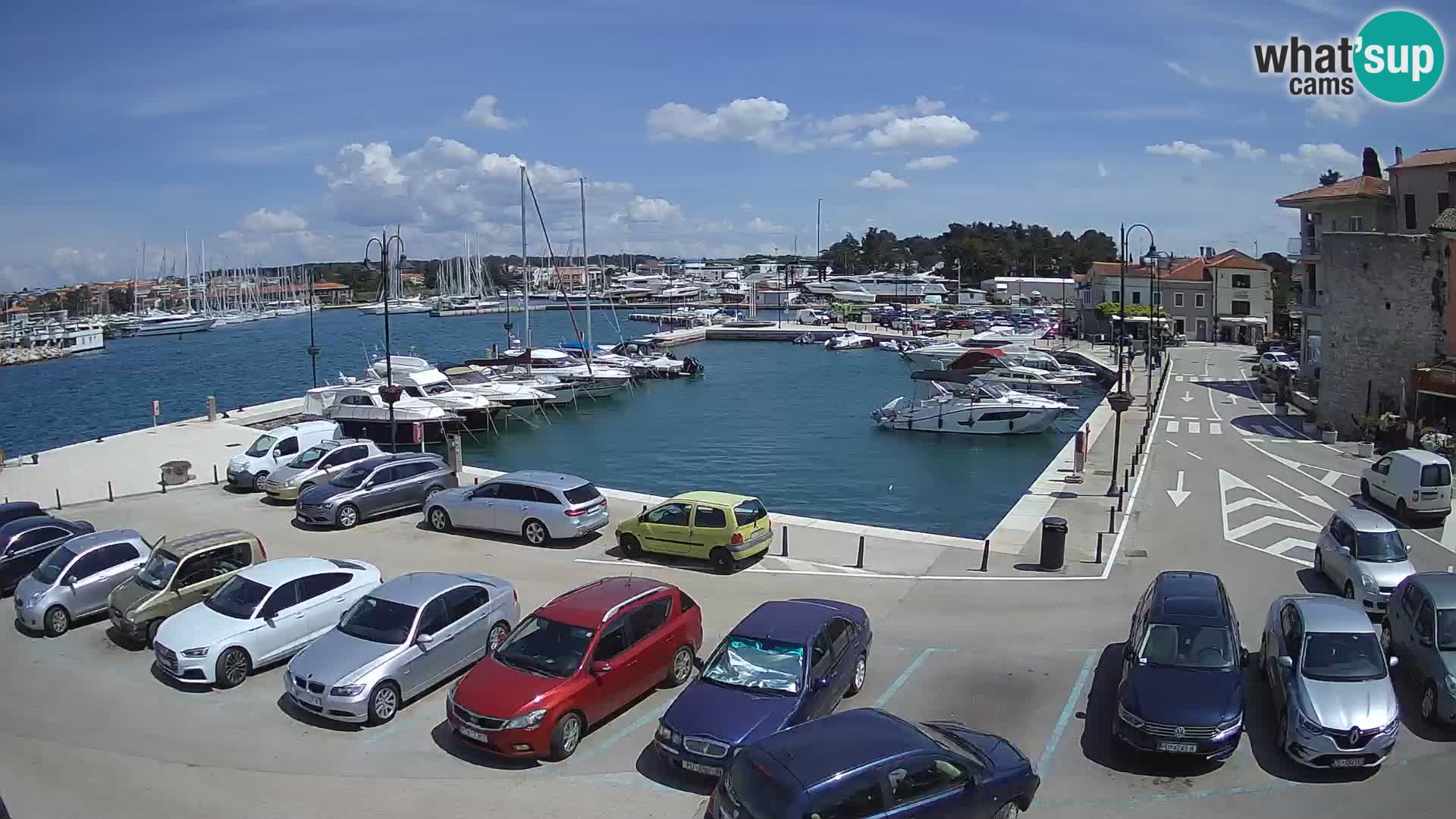Novigrad | Porporela marina