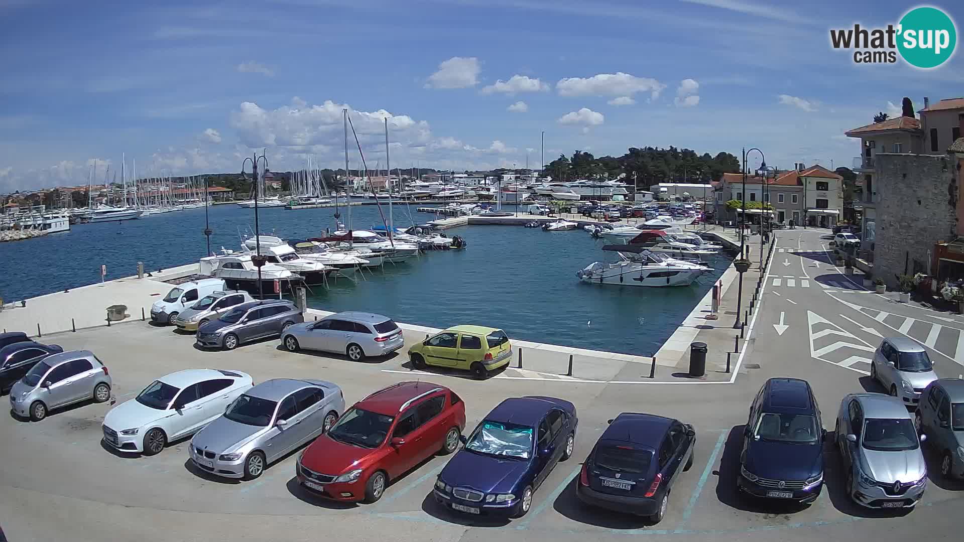 Novigrad | Porporela marina