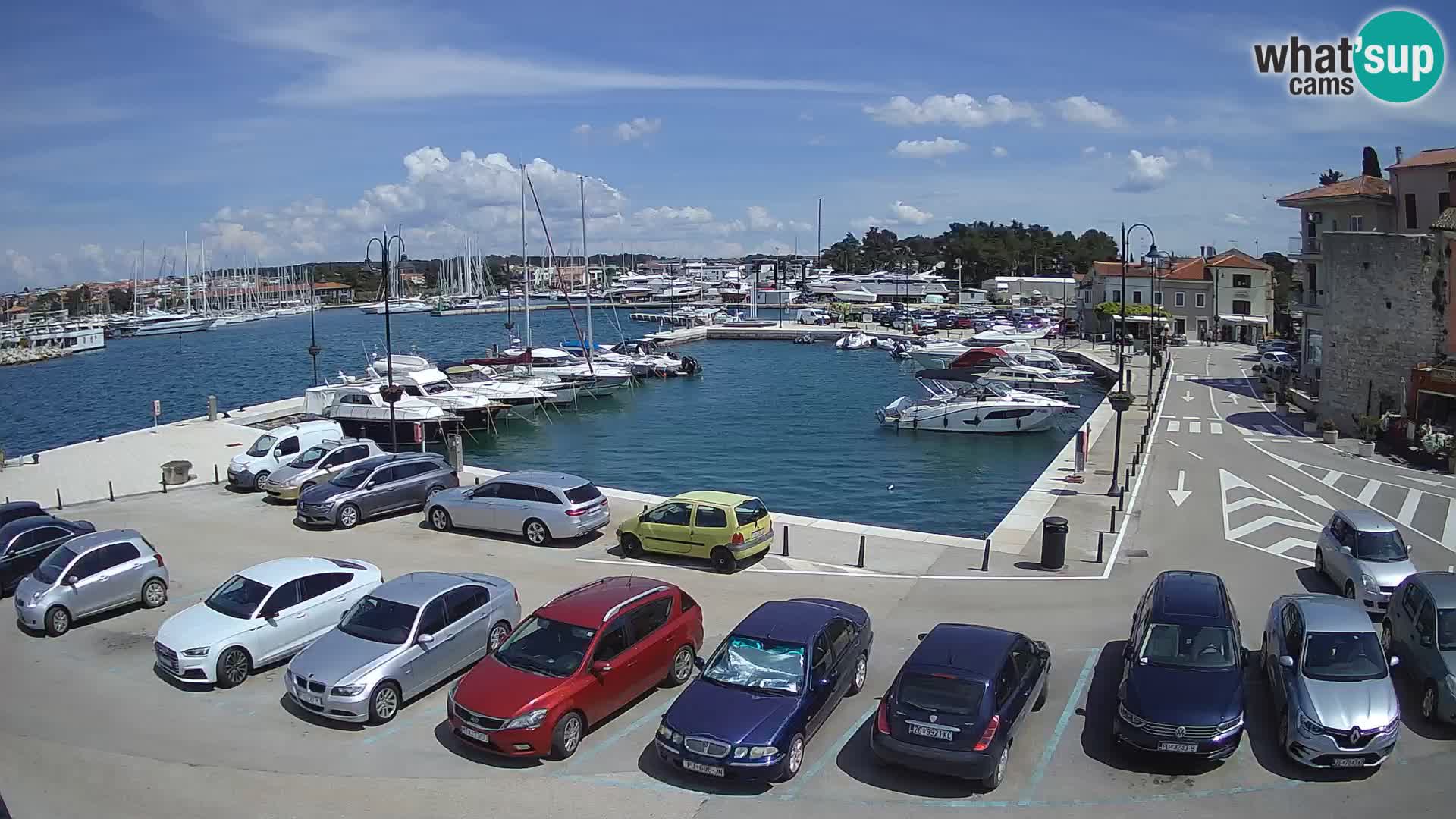 Novigrad | Porporela marina