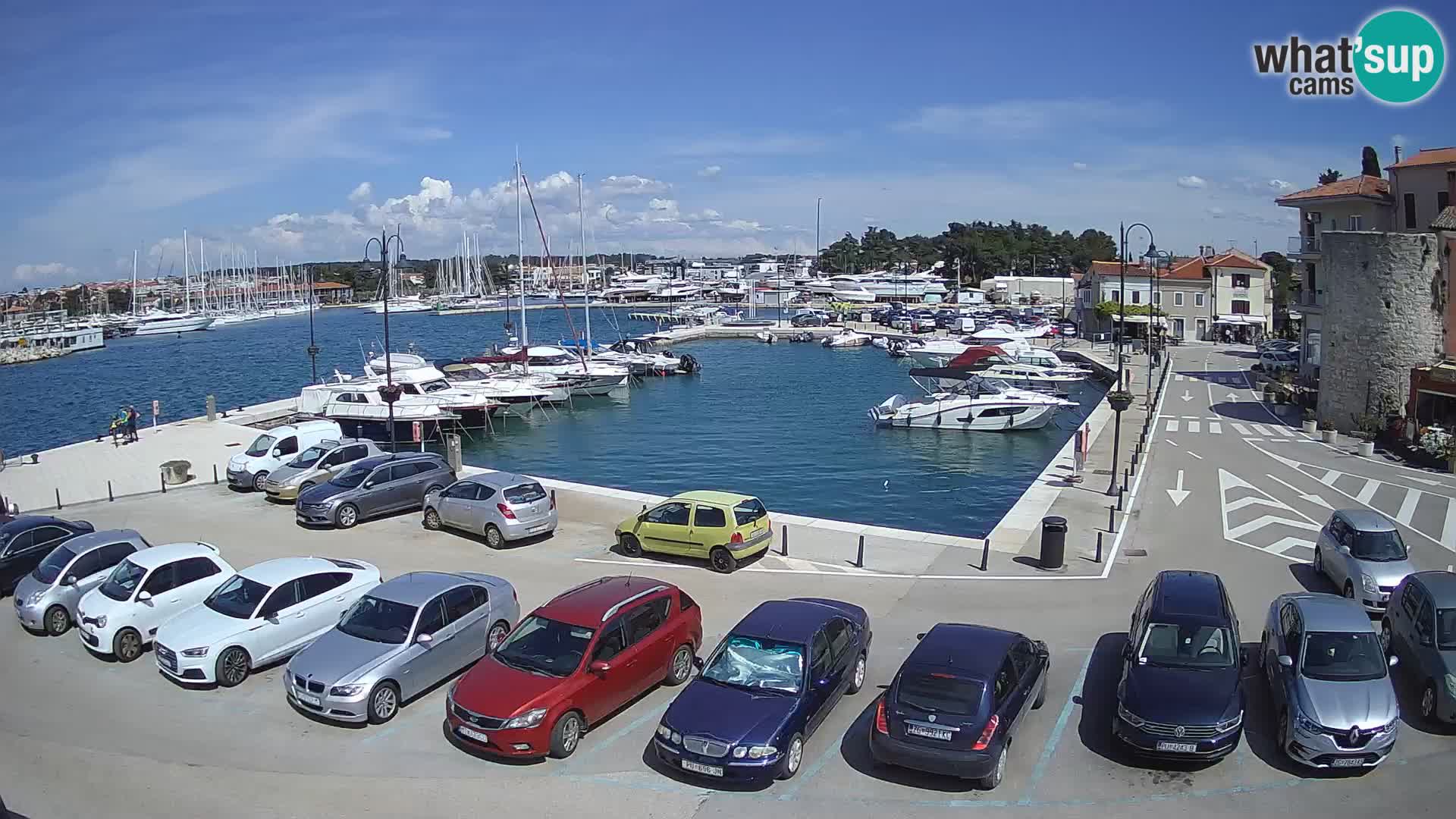 Novigrad | Porporela marina