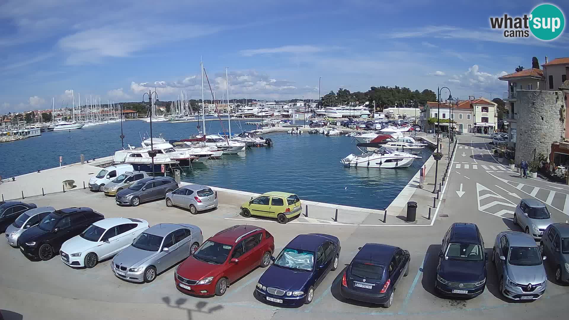 Novigrad | Porporela marina