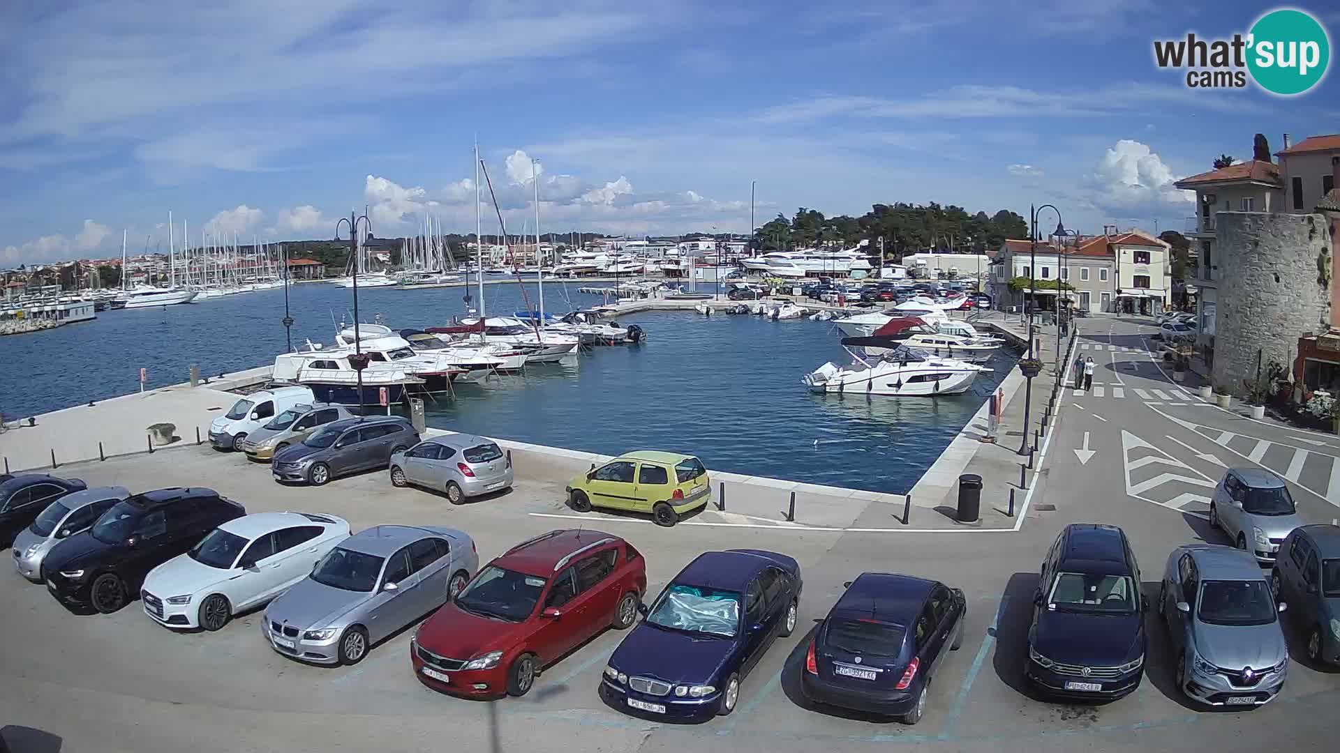 Novigrad | Porporela marina