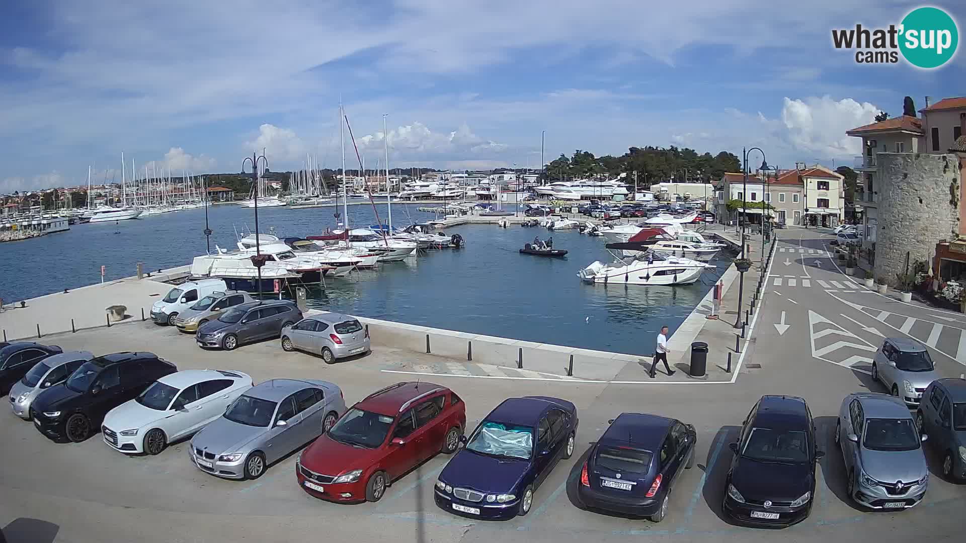 Novigrad | Porporela marina